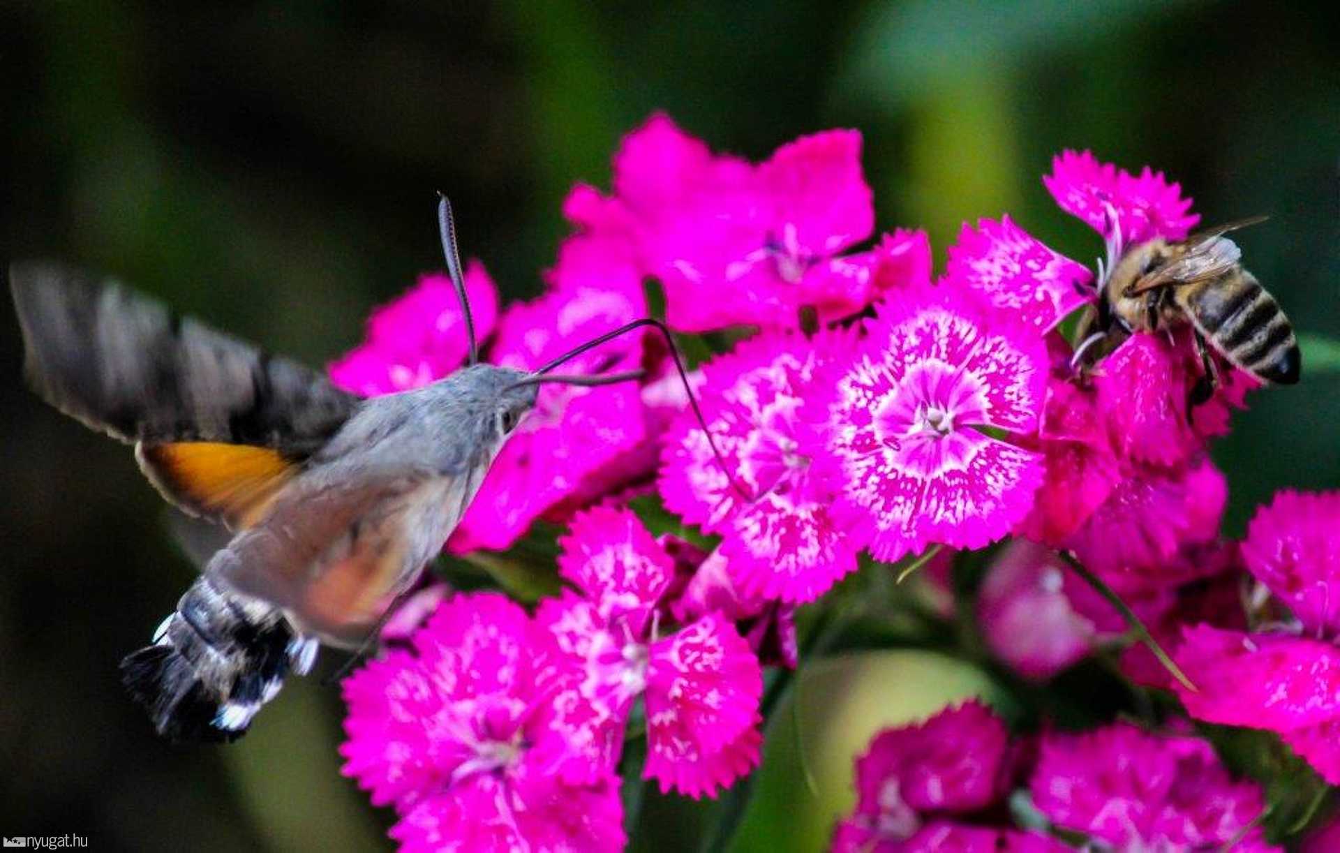Kacsafarkú szender  Fotó:Bedőcs Gyula 