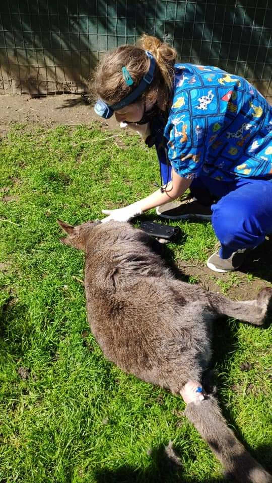 Kengurut gyógyít a Szombathelyi Állatkórház