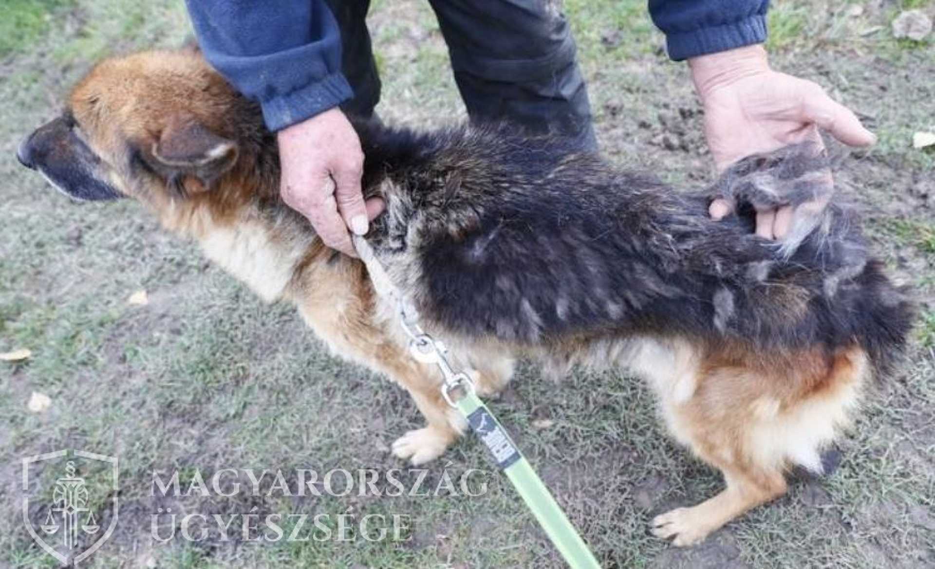 Halálra éheztette kutyáit a pécsi férfi