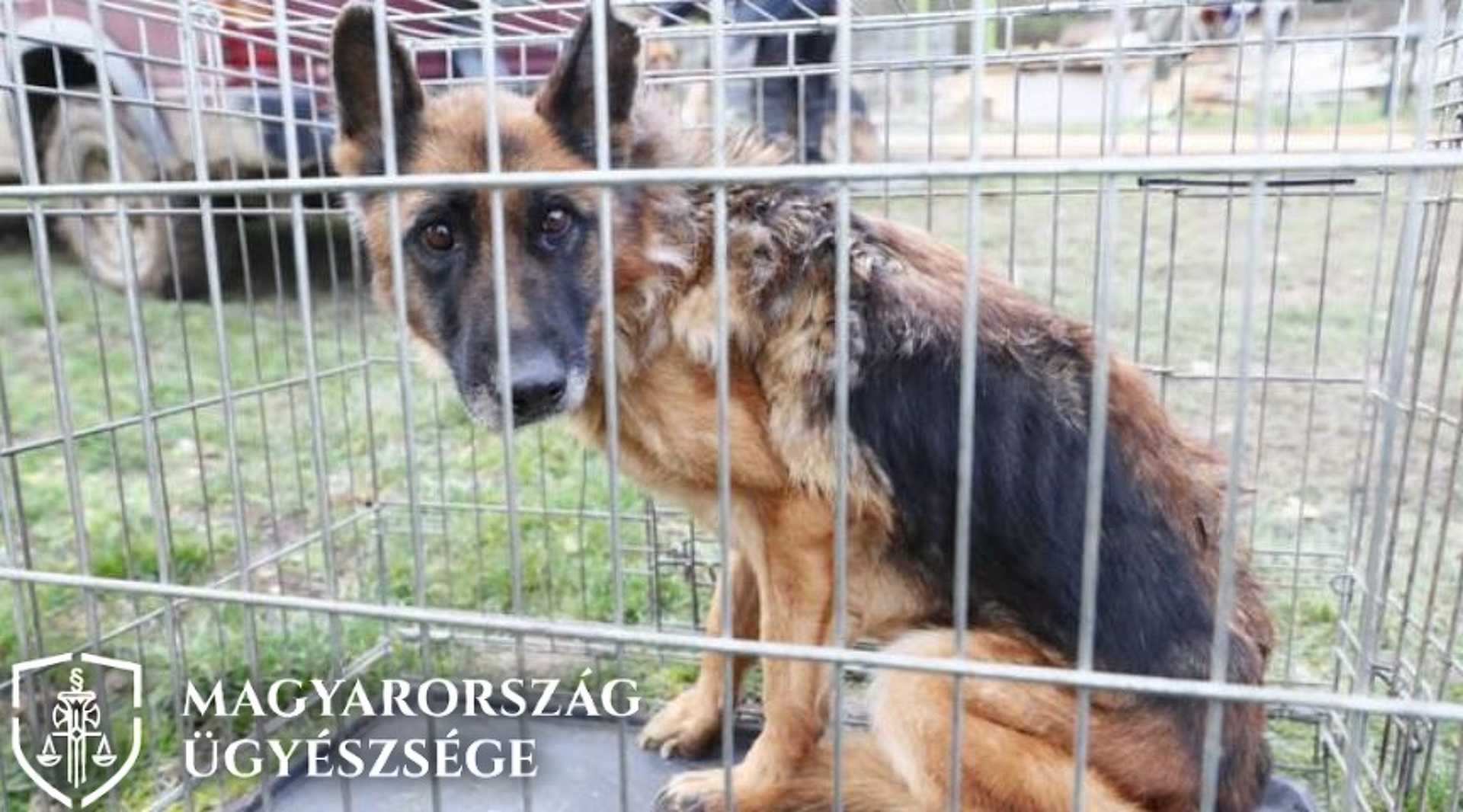 Halálra éheztette kutyáit a pécsi férfi
