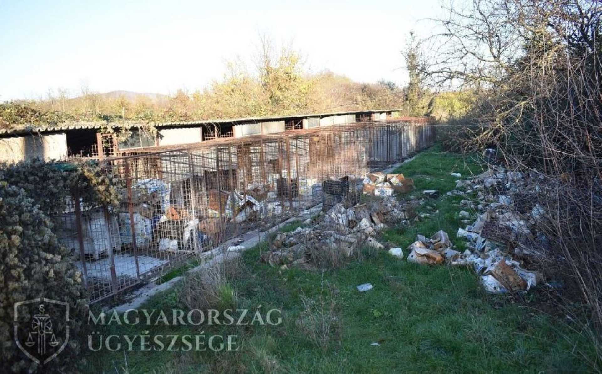 Halálra éheztette kutyáit a pécsi férfi