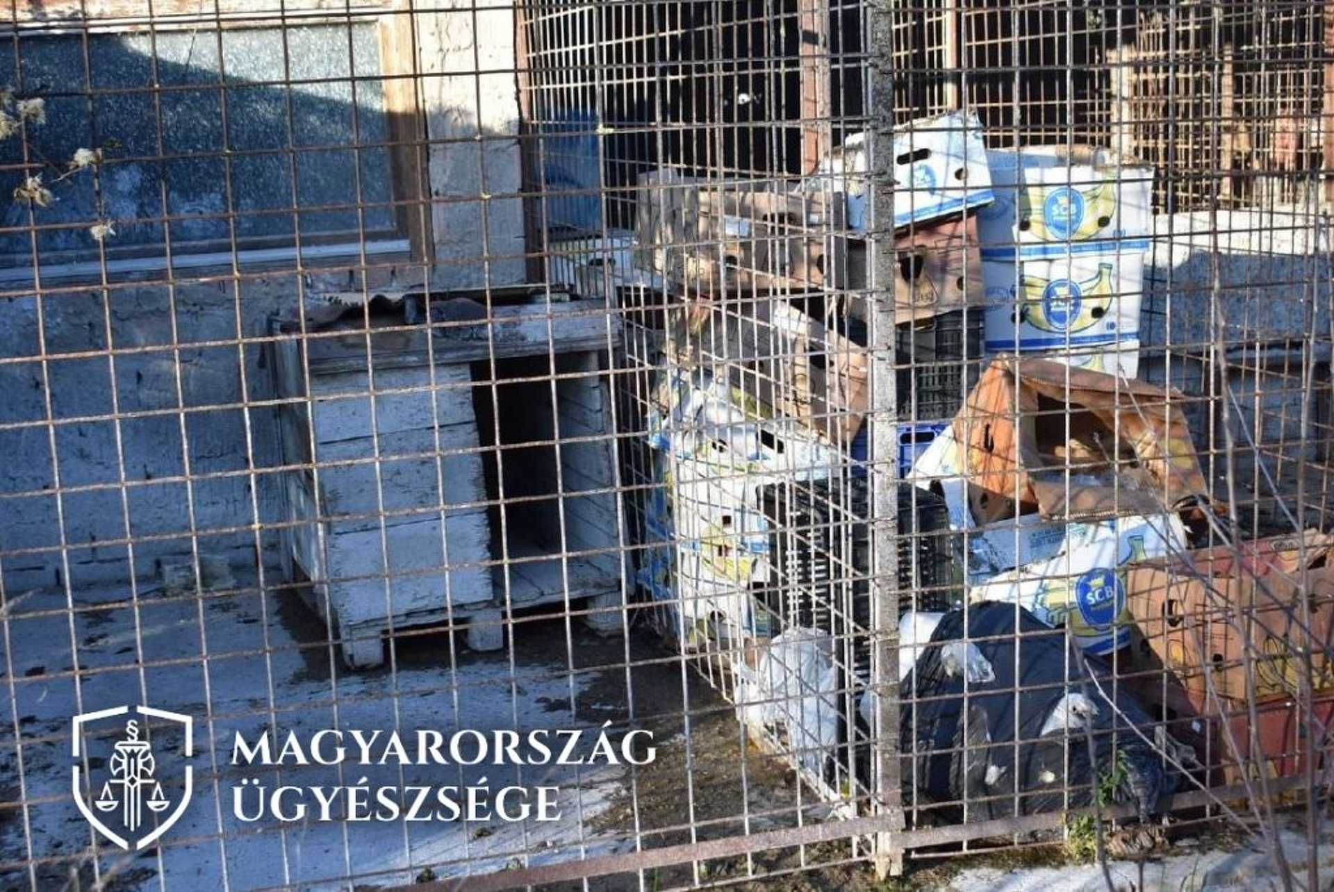 Halálra éheztette kutyáit a pécsi férfi
