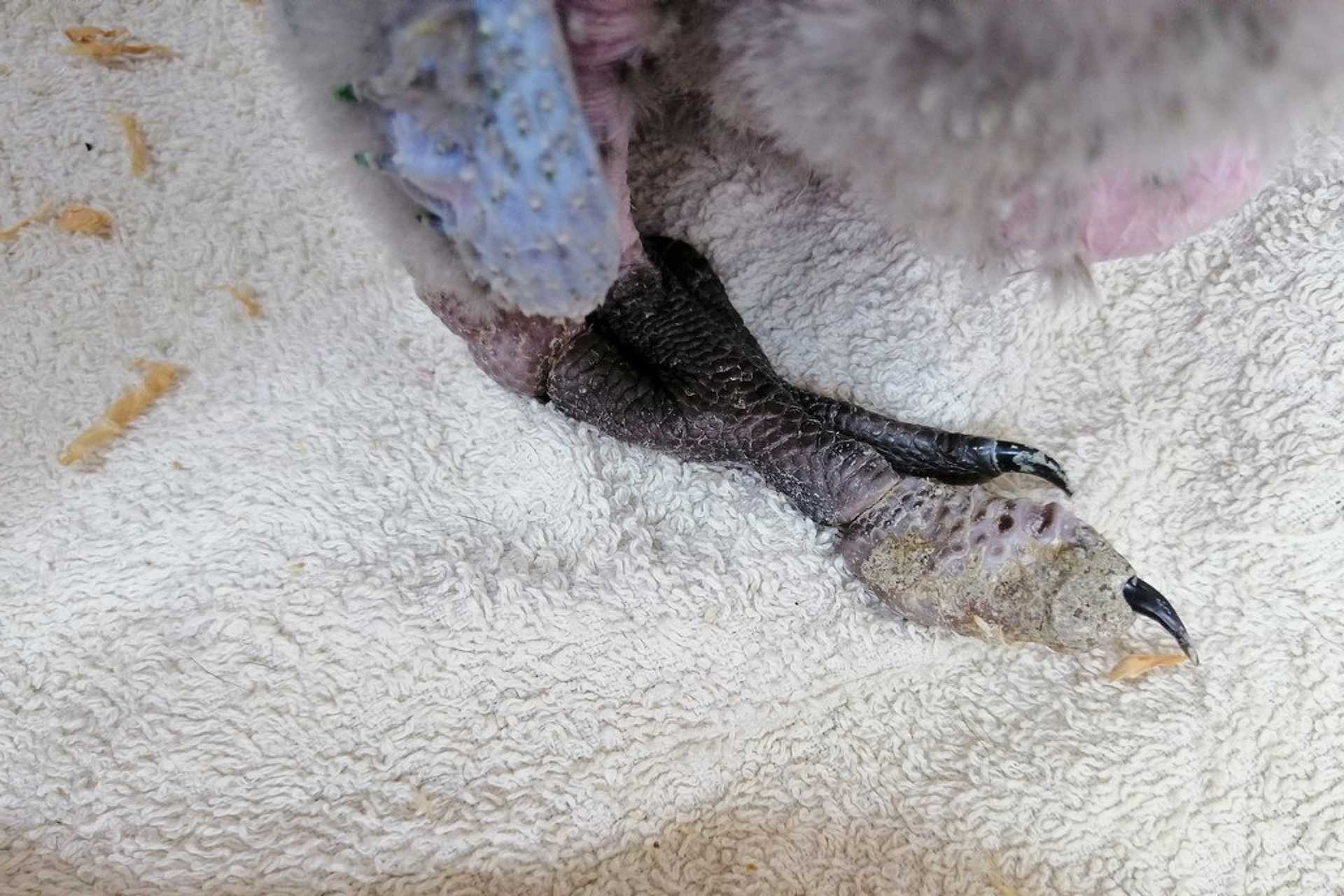 Arapapagáj-fiókát kellett műteni a Szombathelyi Állatkórházban