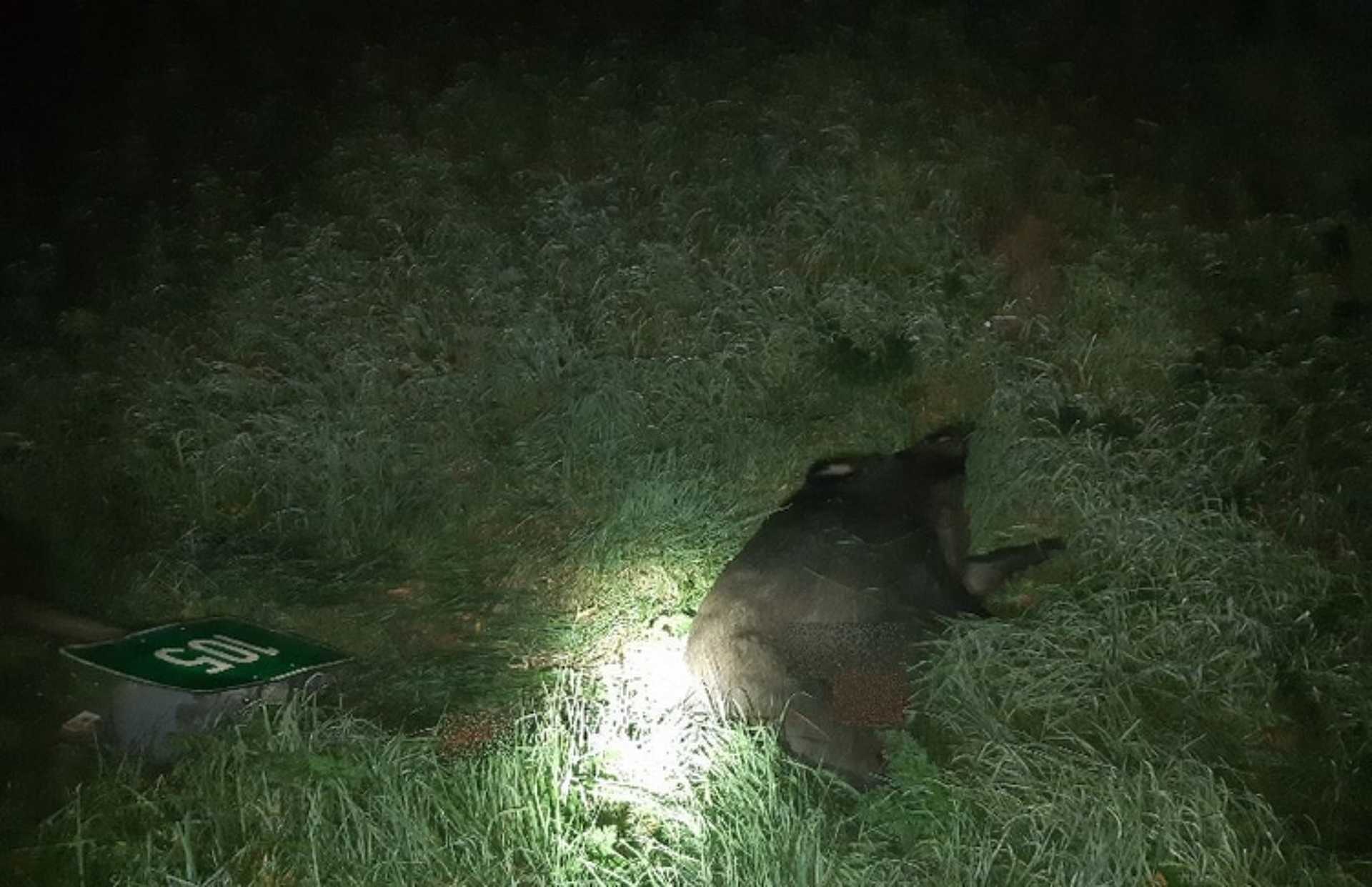 Vaddisznókondába rohant bele autóval egy celldömölki férfi 