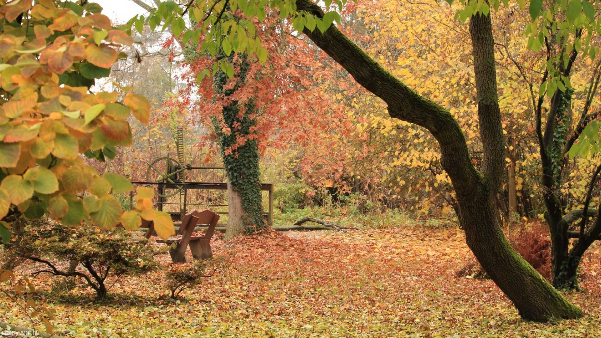 November, erdő, ősz