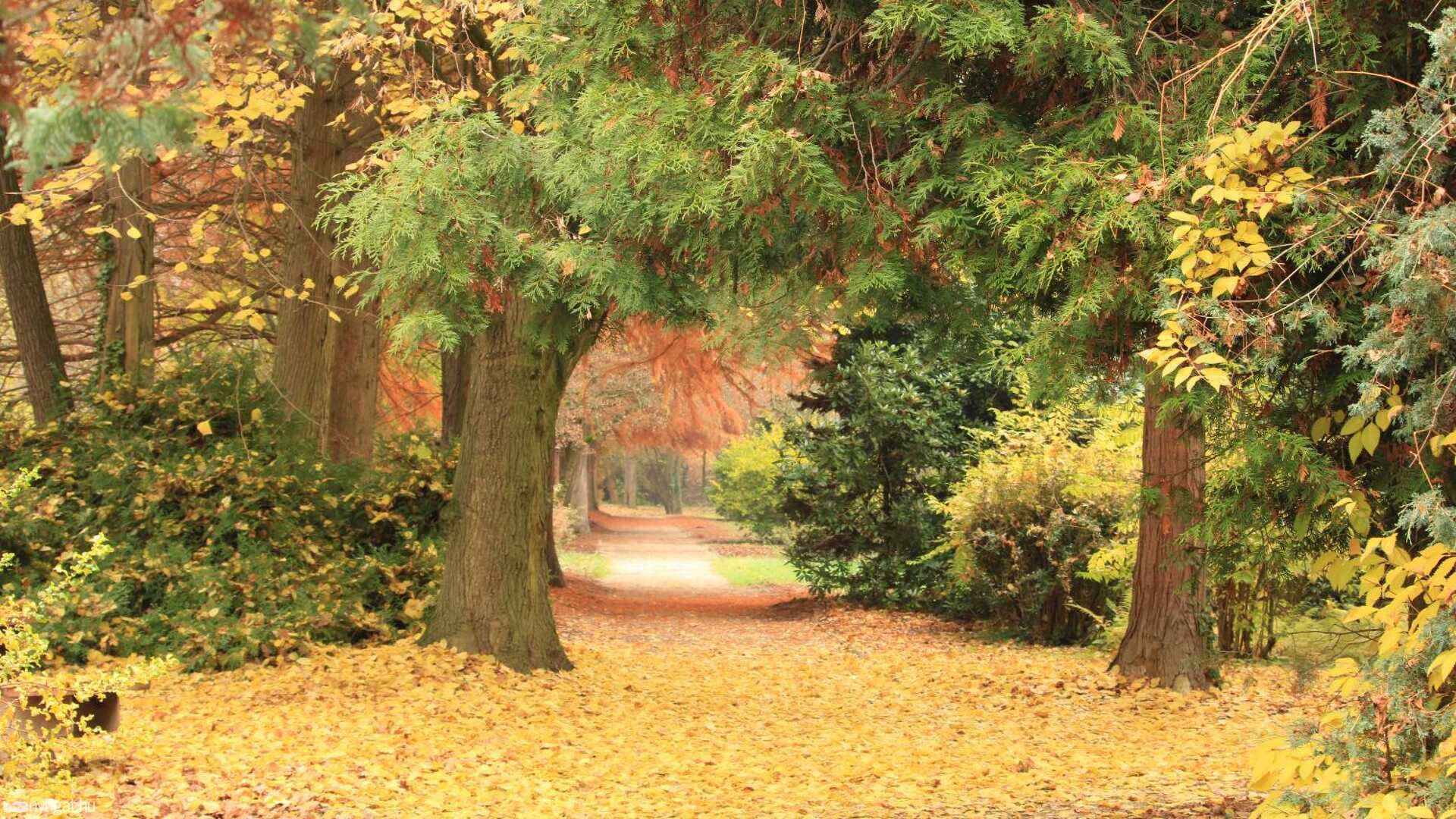 November, erdő, ősz
