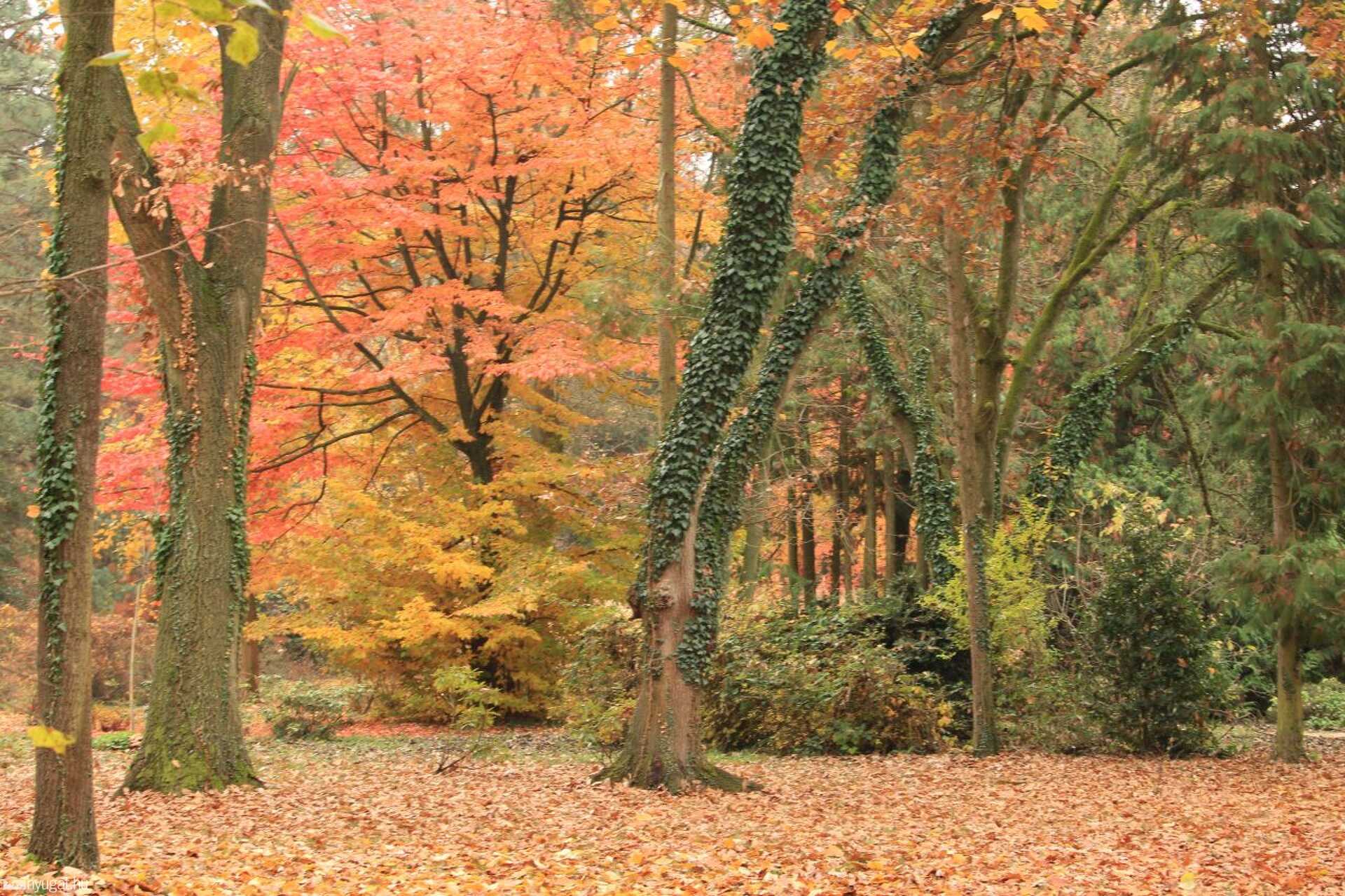 November, erdő, ősz