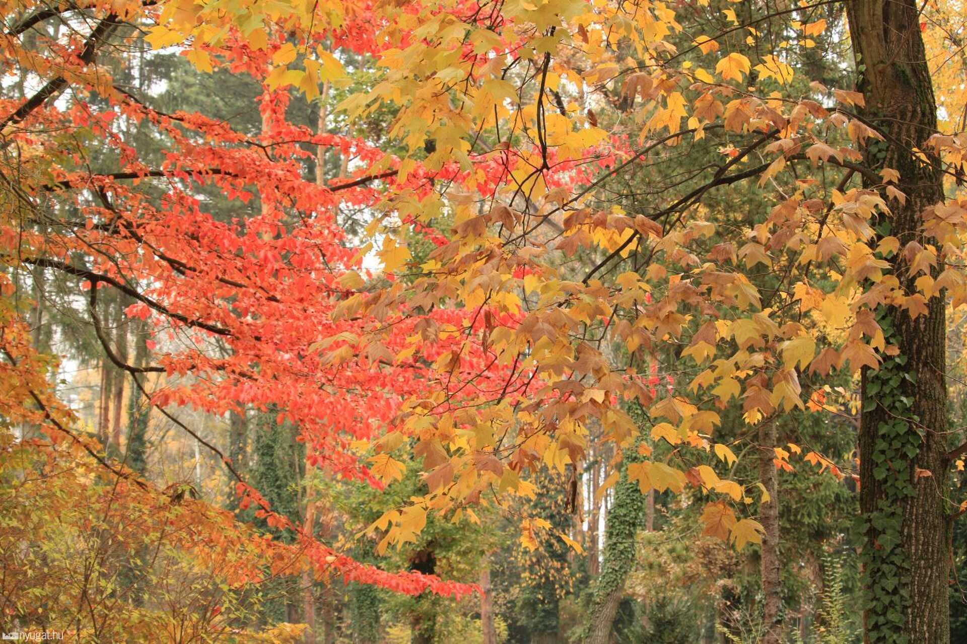 November, erdő, ősz