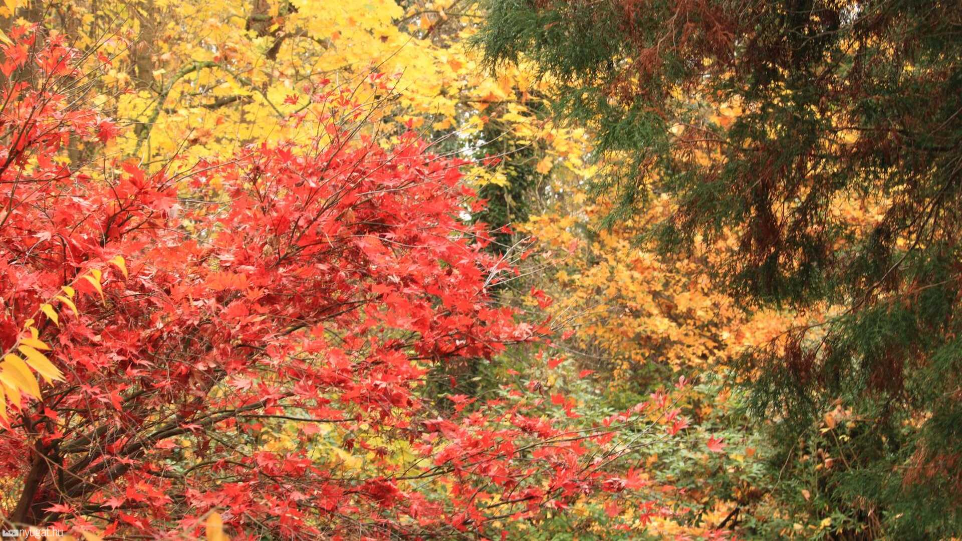 November, erdő, ősz