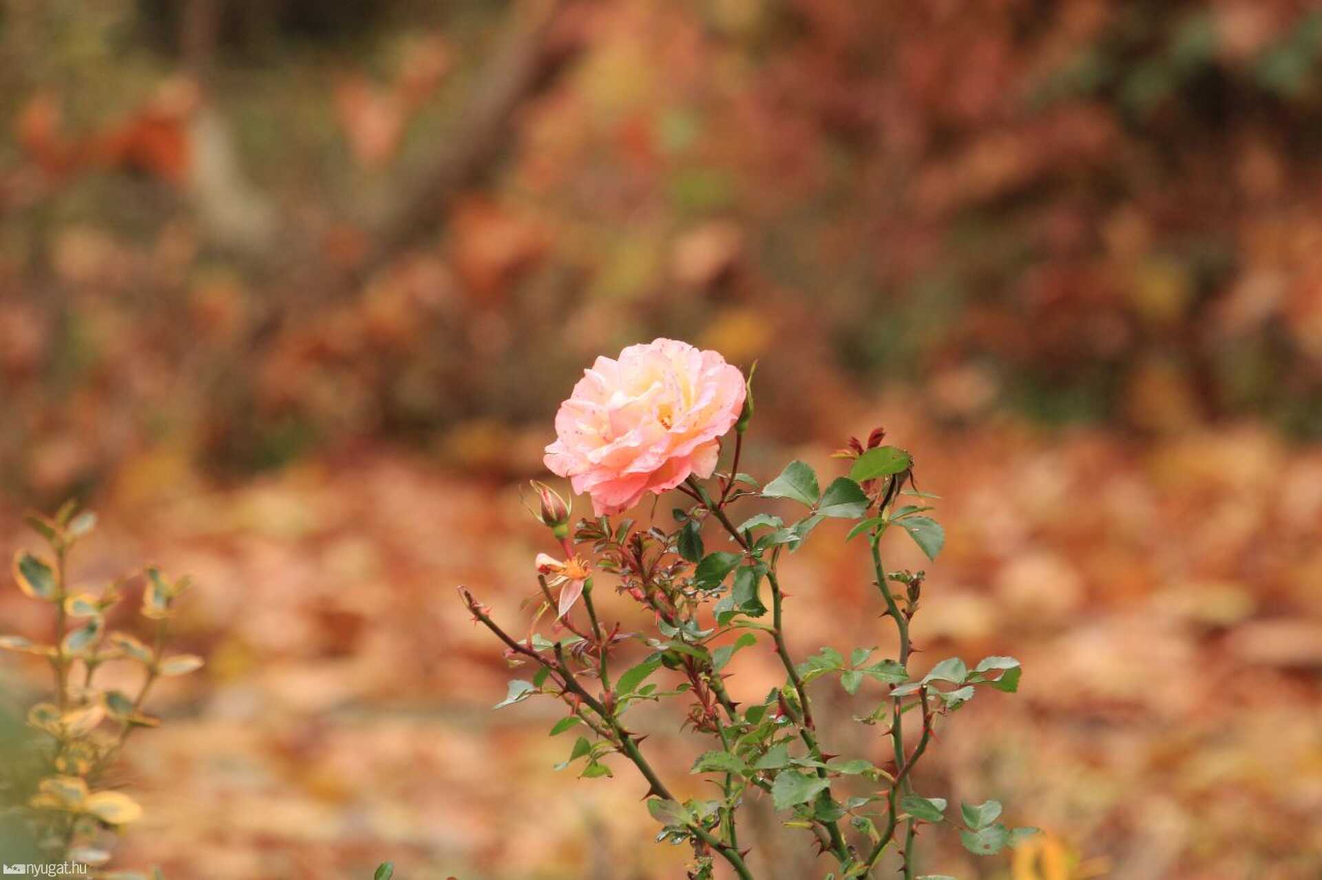 November, erdő, ősz 