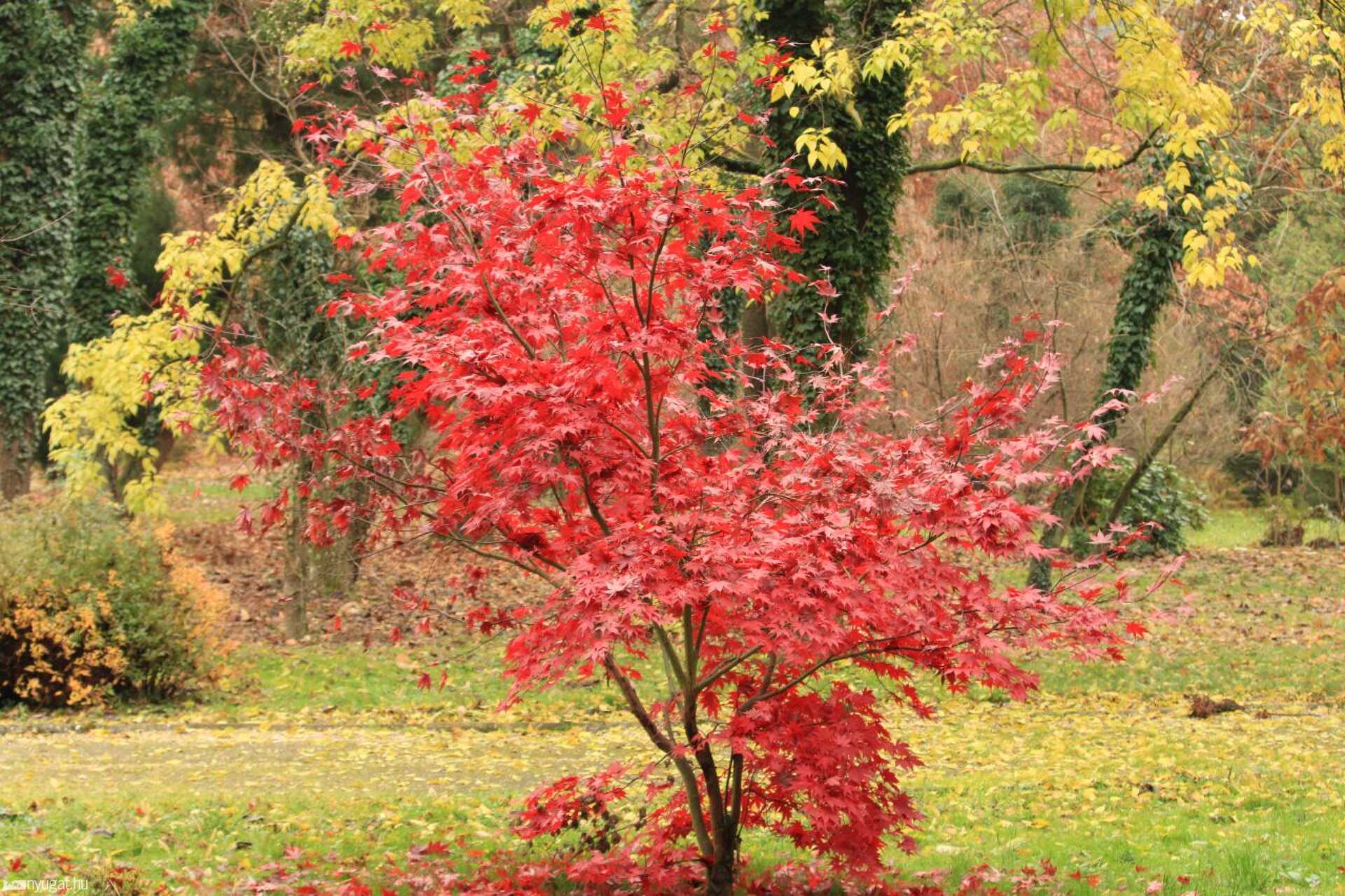 November, erdő, ősz 