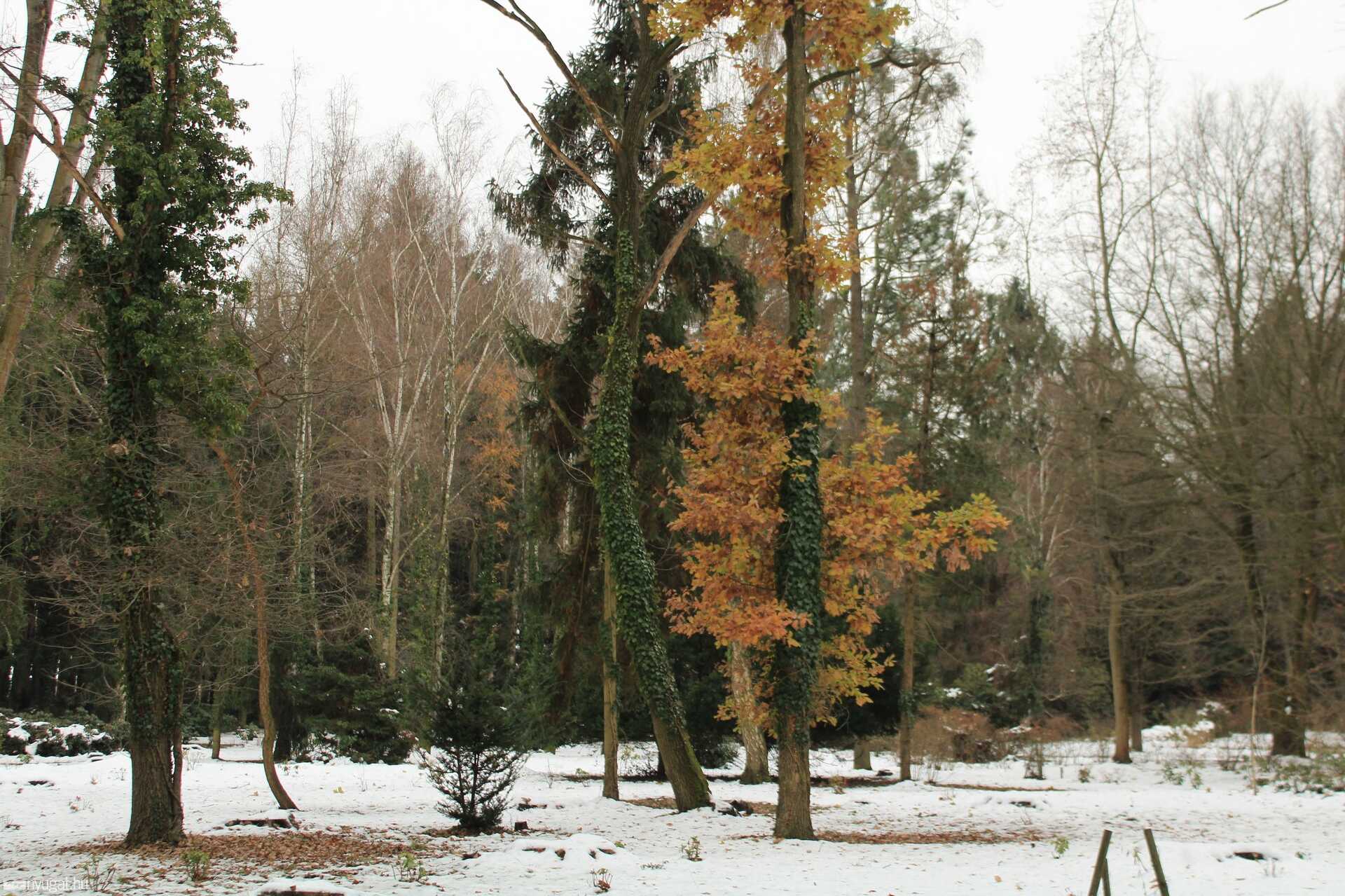 2021 utolsó sétája a Kámoni Arborétumban