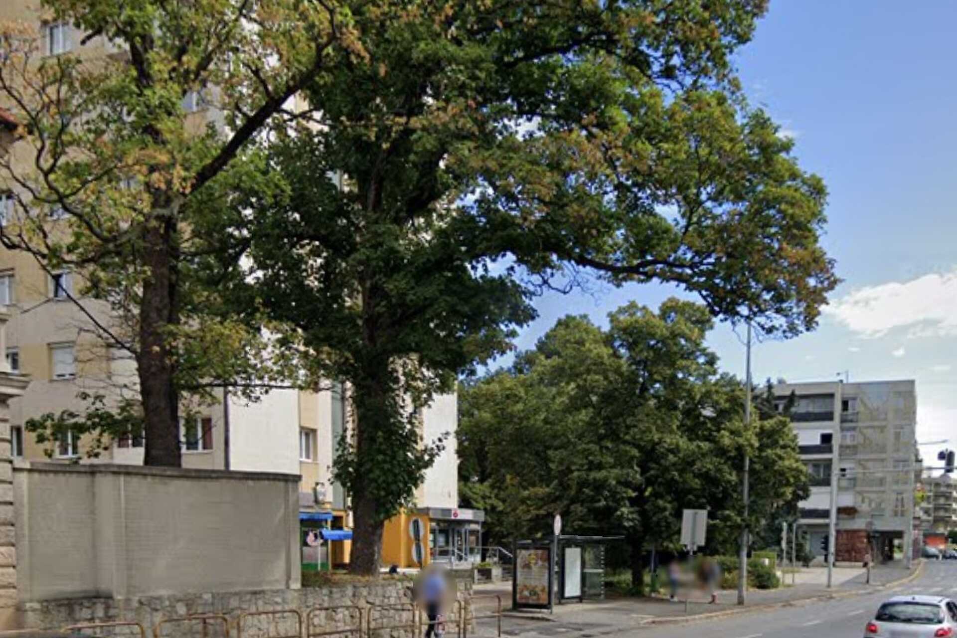 Megcsonkították Szombathelyen a Petőfi utca két gyöngyörű nagy fáját
