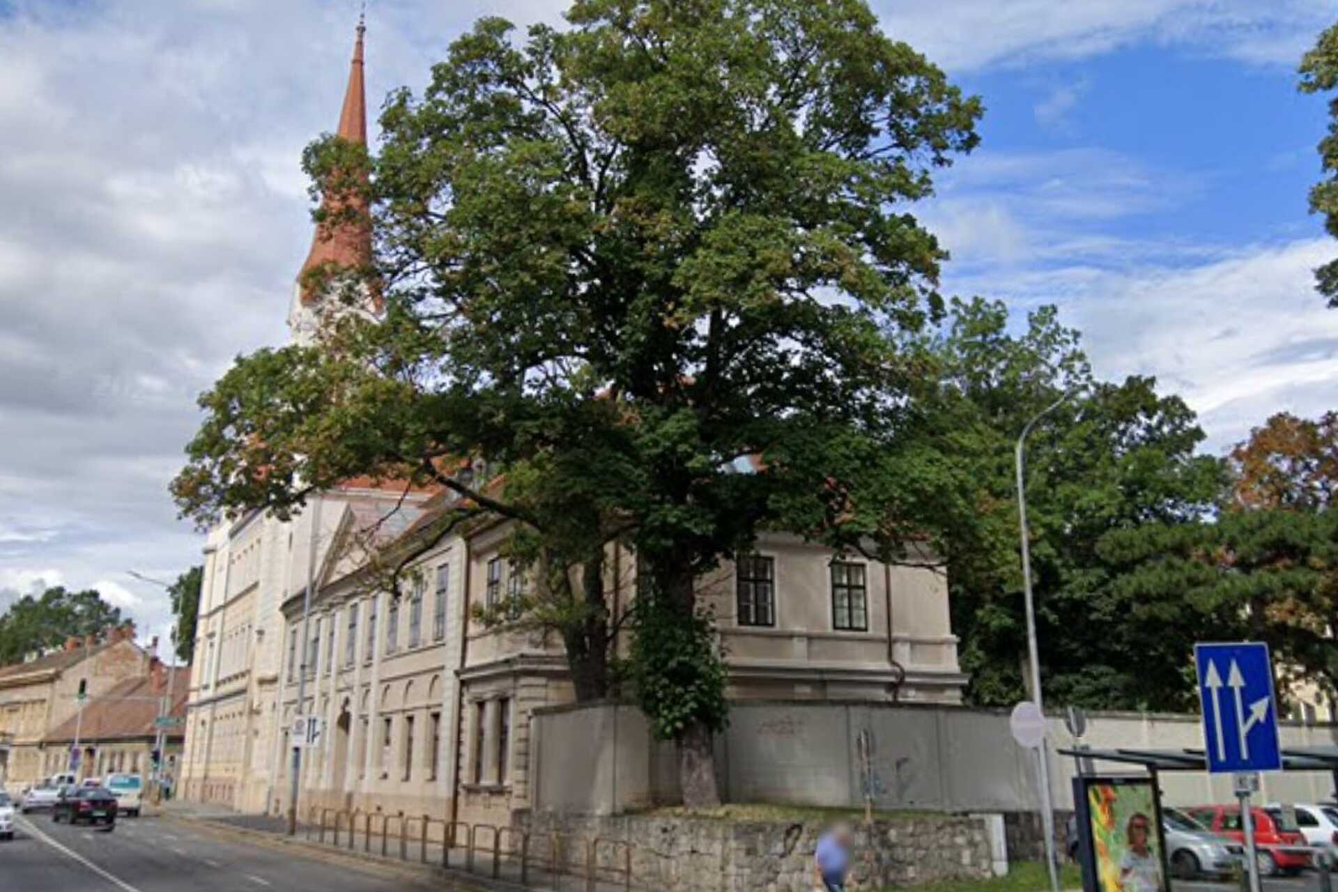 Megcsonkították Szombathelyen a Petőfi utca két gyöngyörű nagy fáját