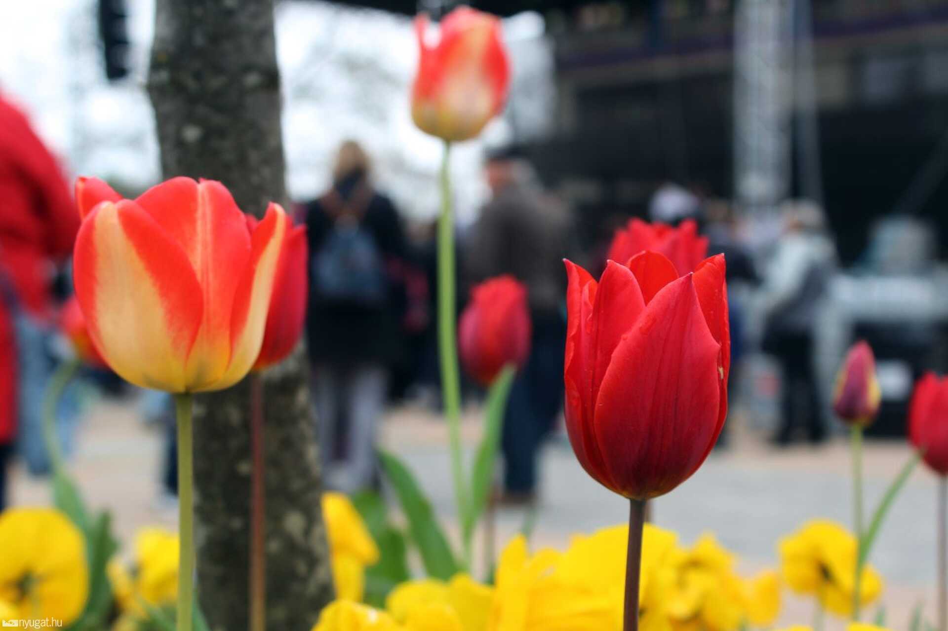 Tulipánfesztivál Celldömölkön