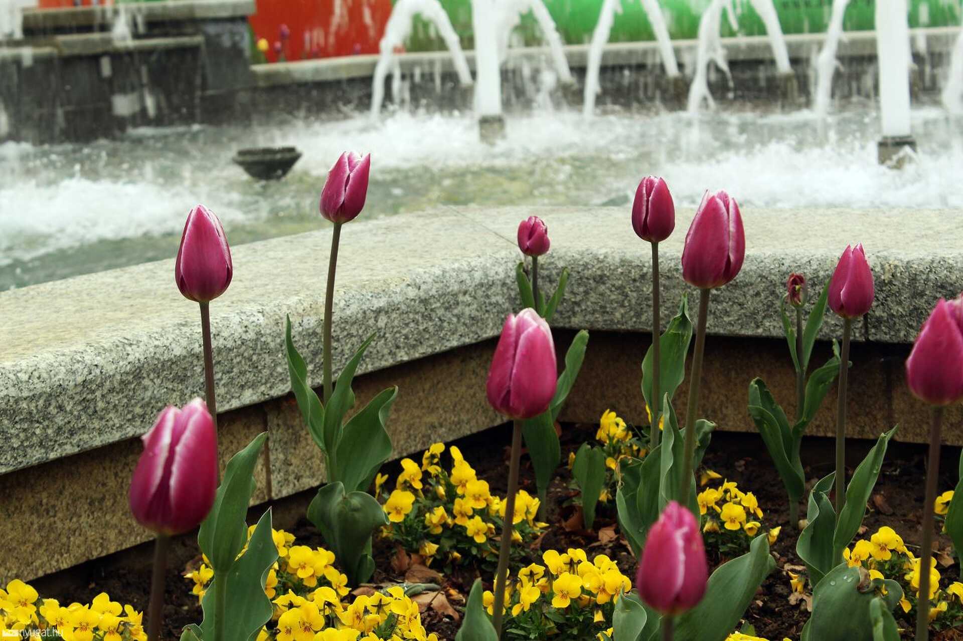 Tulipánfesztivál Celldömölkön