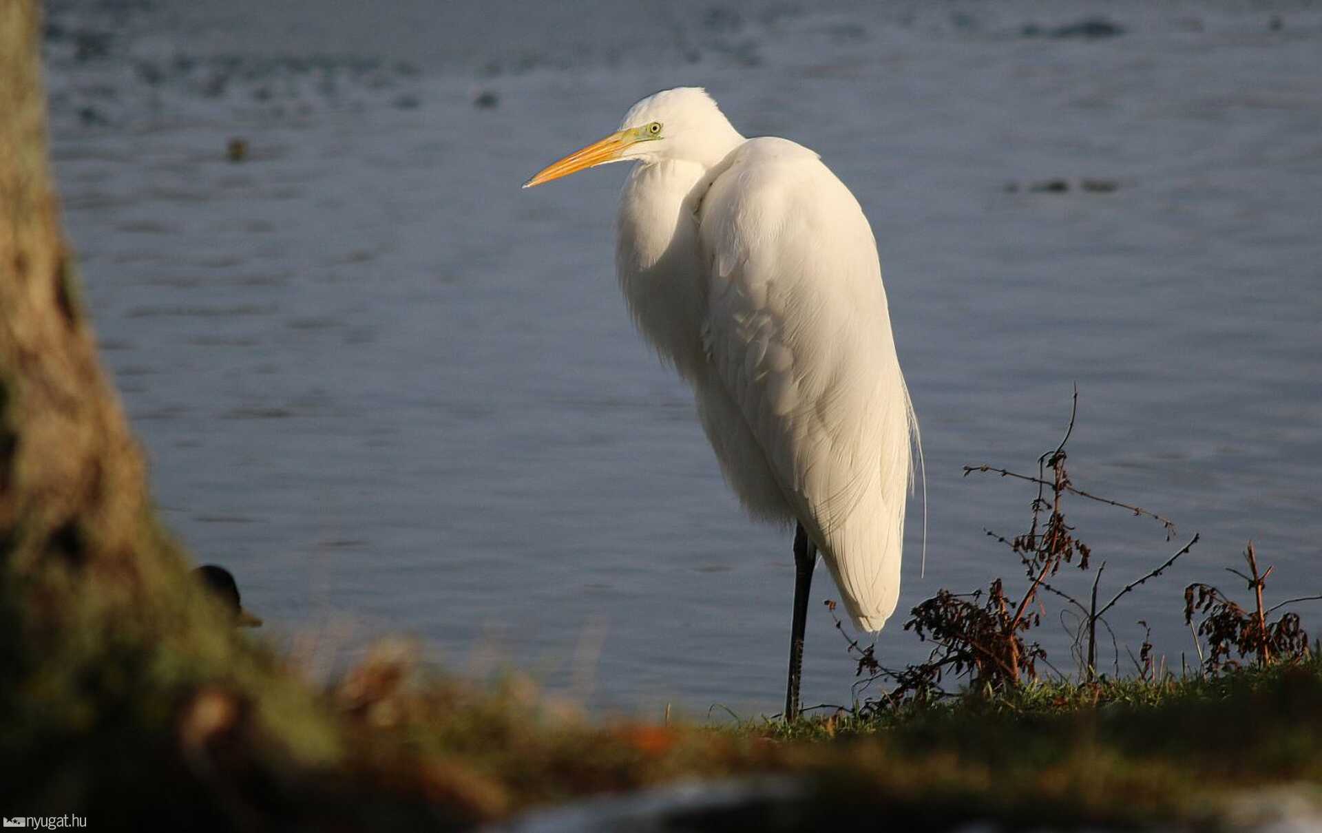 Nagy kócsag a Csónakázótónál 