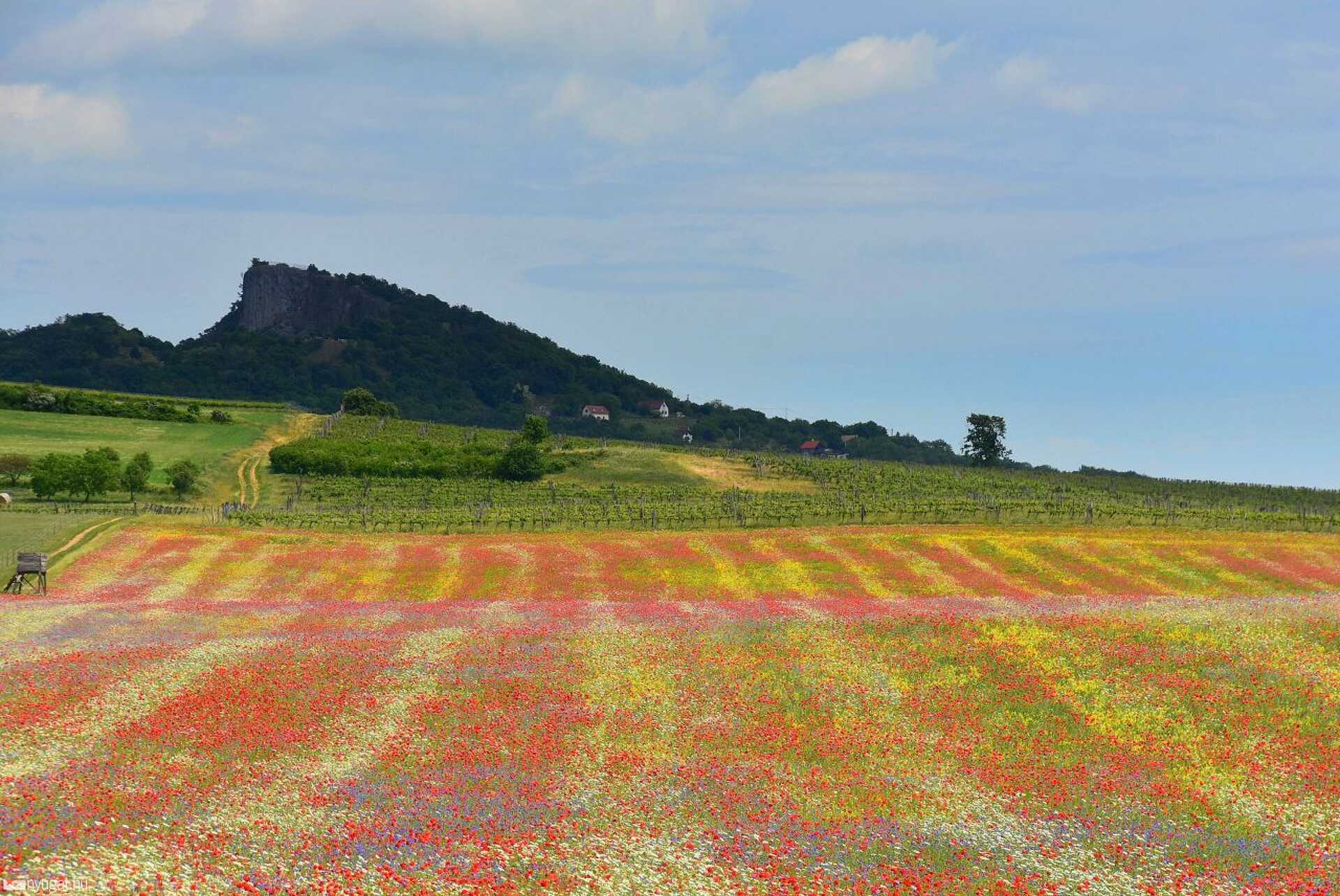 Virágos mező Köveskálnál