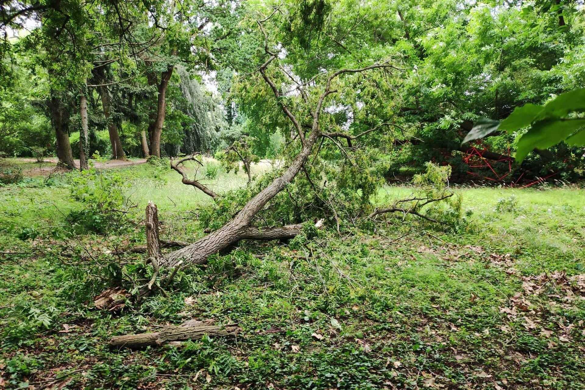Viharkárok, kidőlt fák a Kámoni Arborétumban