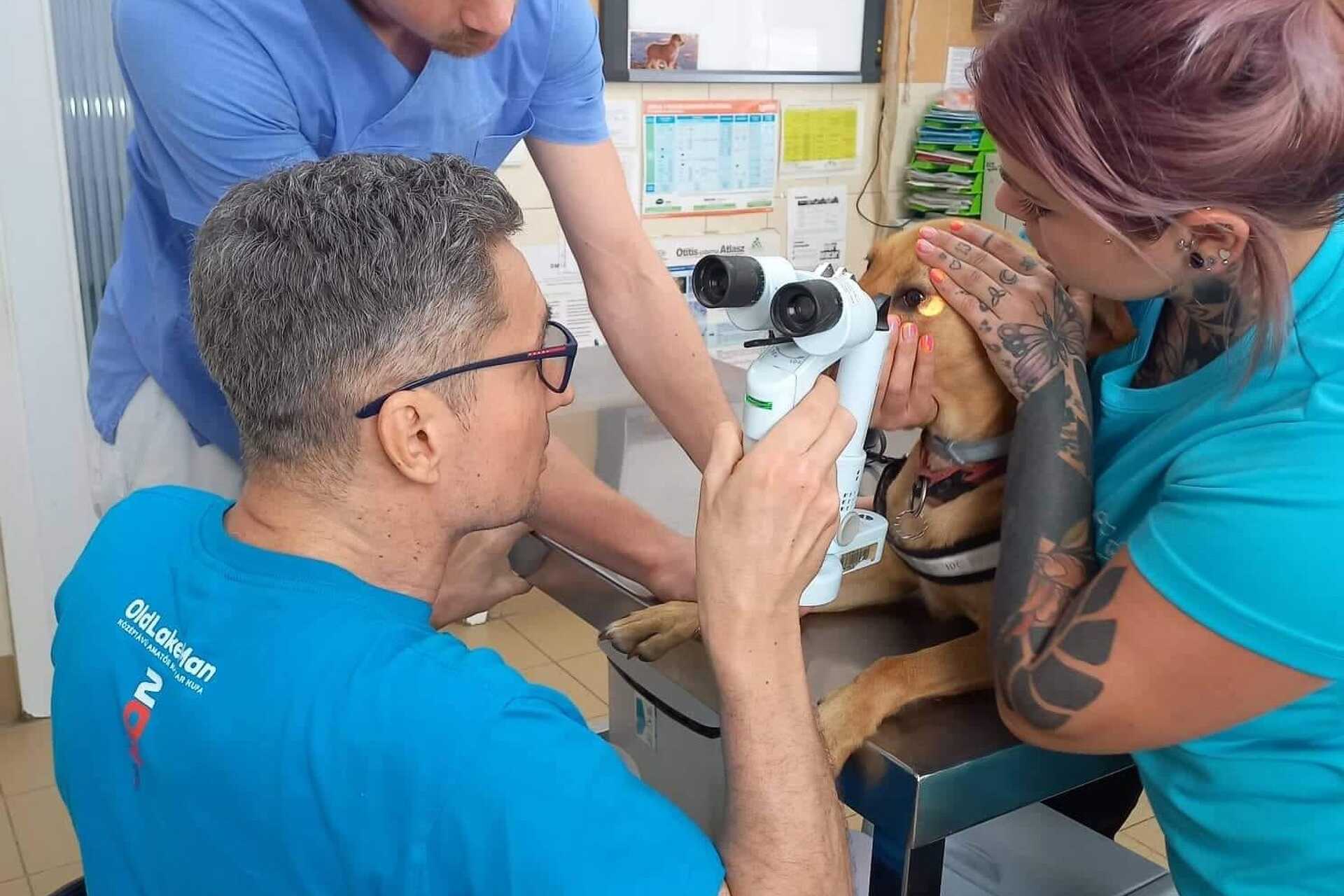Visszatért a Szombathelyi Állatkórházba dr. Varjú Gábor 