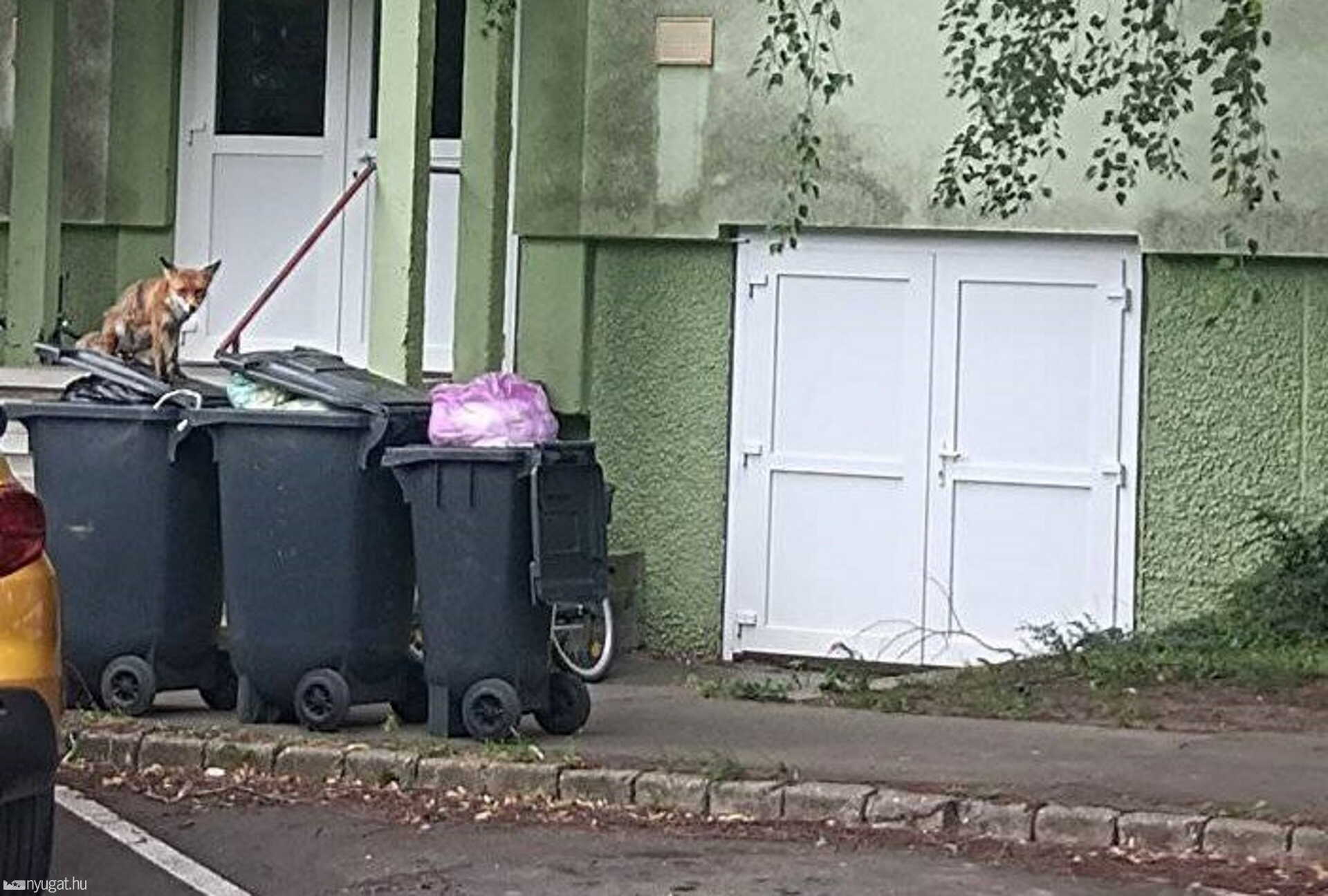 Róka koma érdeklődését felkeltette a városi szemét.