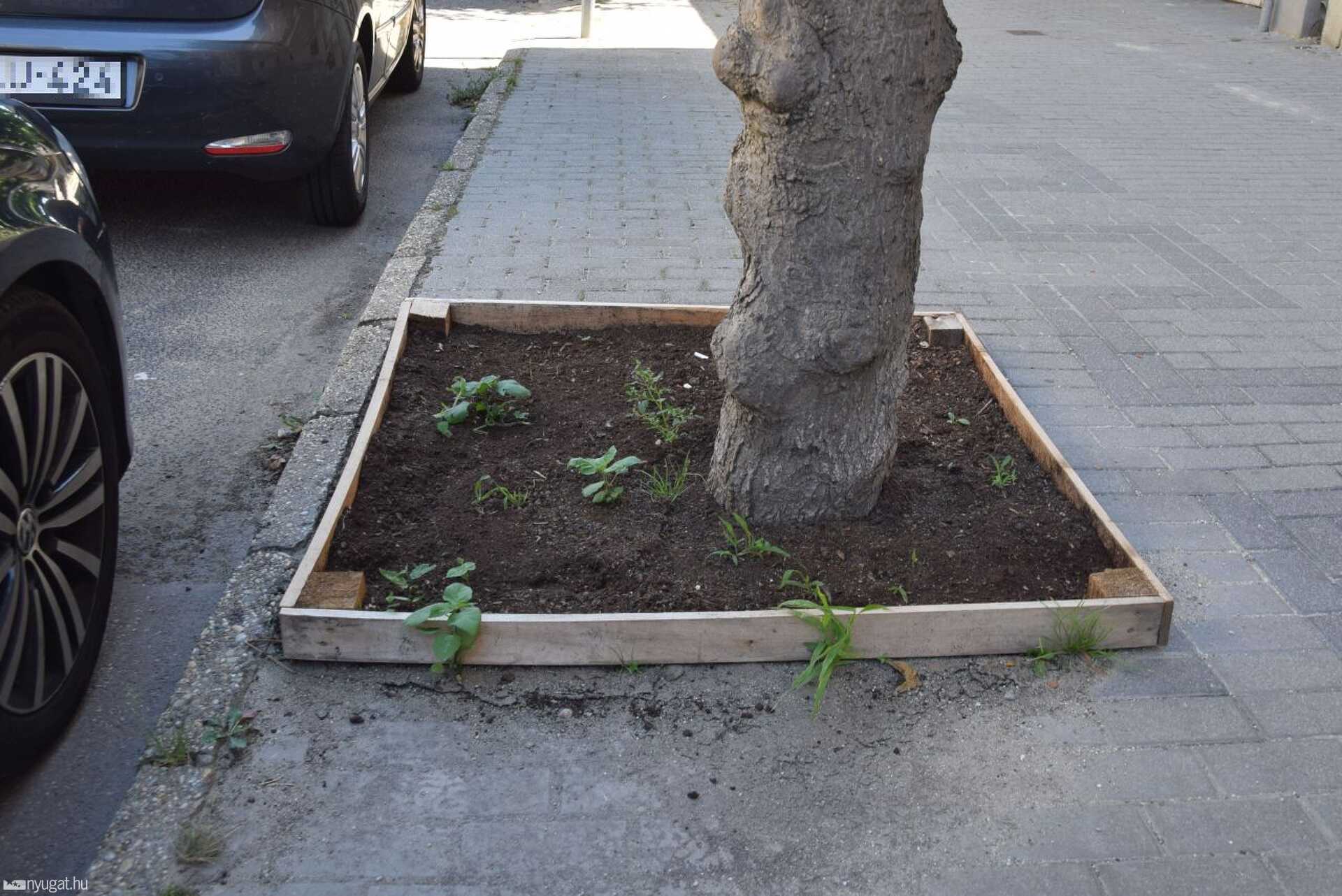 Szétdúlt virágágyások a Széll Kálmán utcában