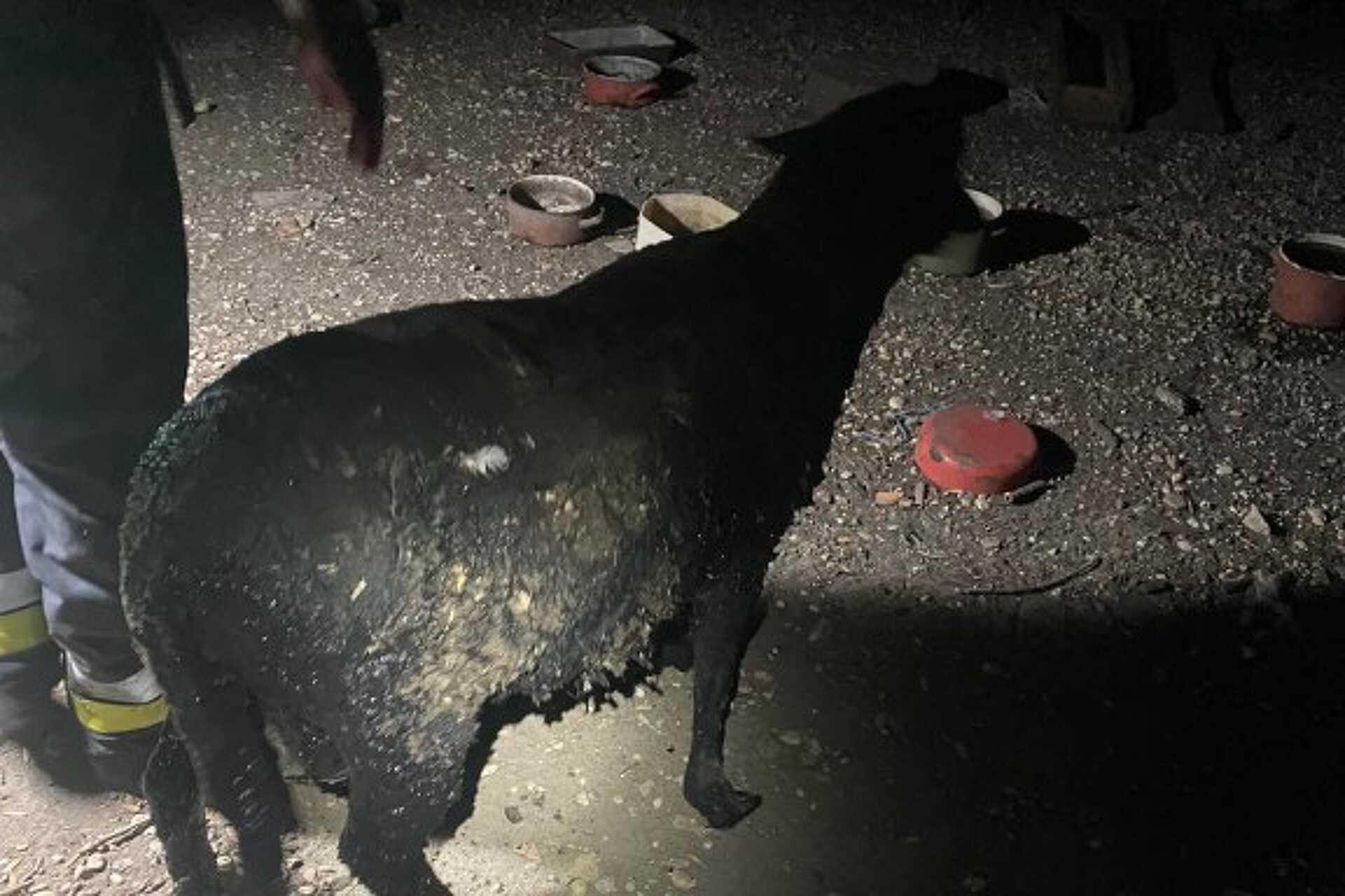 Gödörbe esett birkát mentettek a tűzoltók Hosszúperesztegen