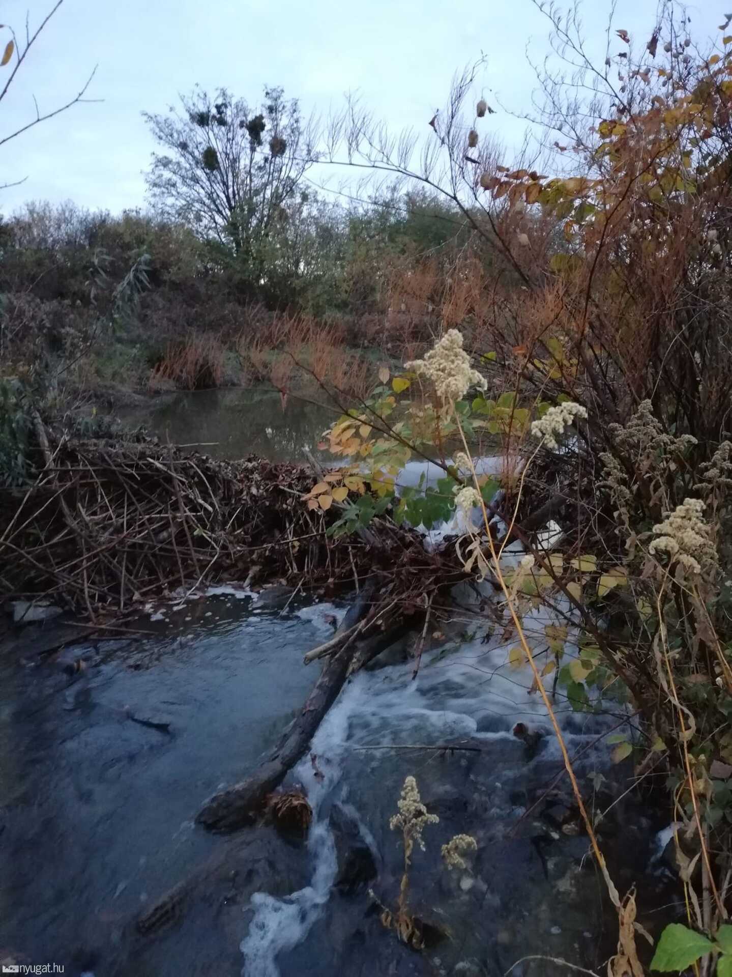 Hódkárok a Perinten