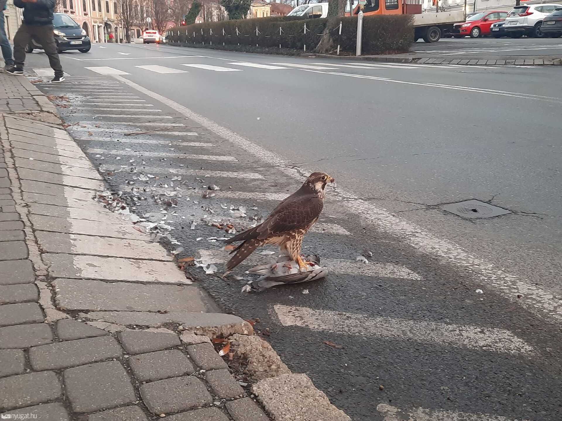 Fiatal vándorsólyom vacsorája a Várkerületen.