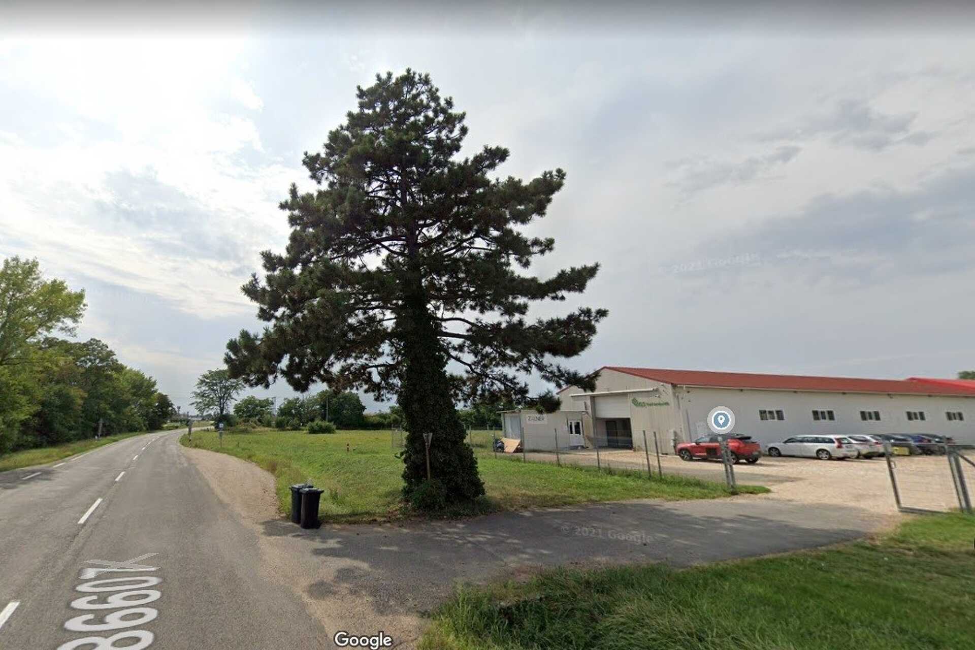 Erről a fáról van szó. (A Google Street View 2021 augusztusi felvétele)