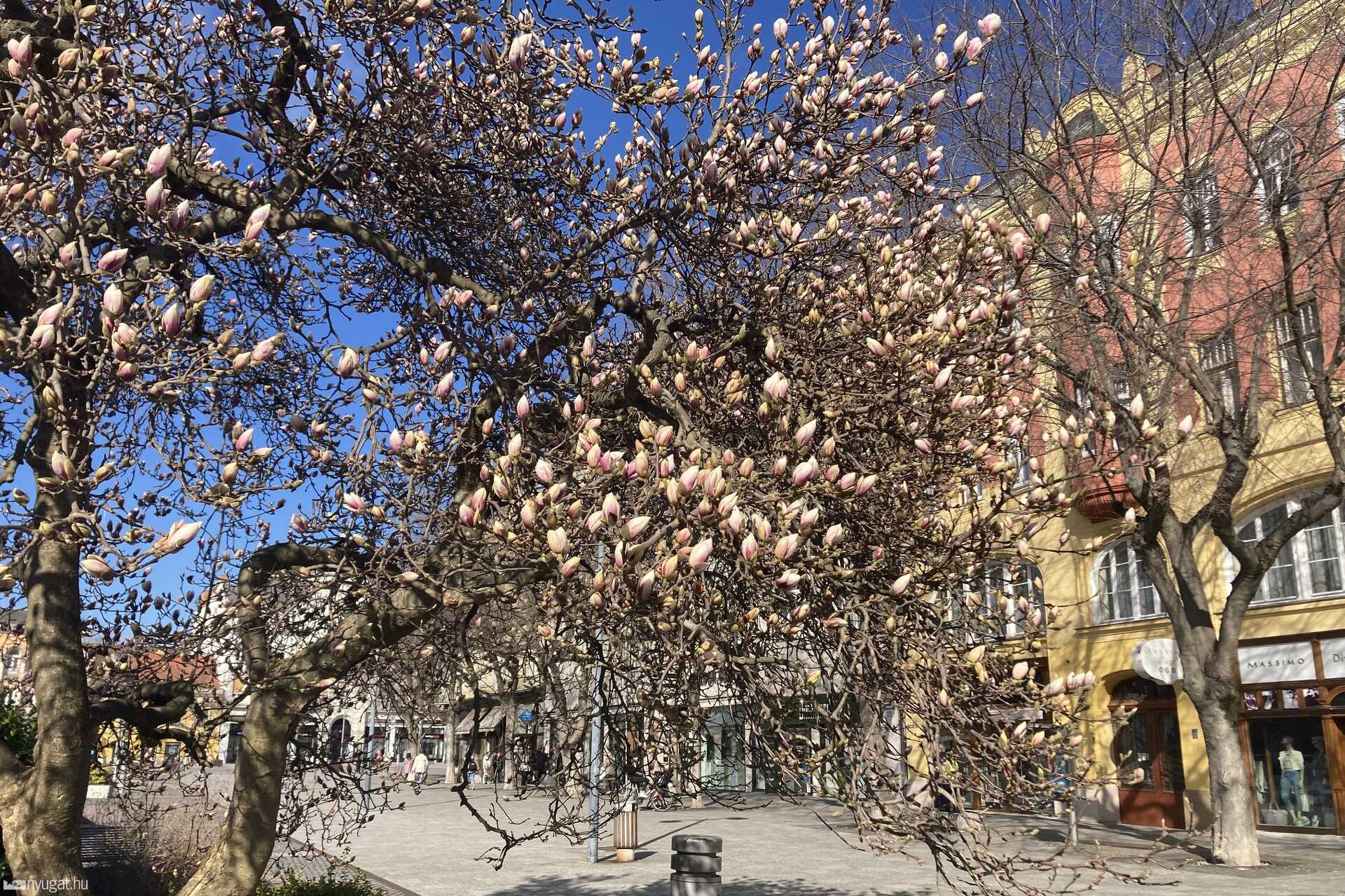 Virágzik a Fő téren a magnólia