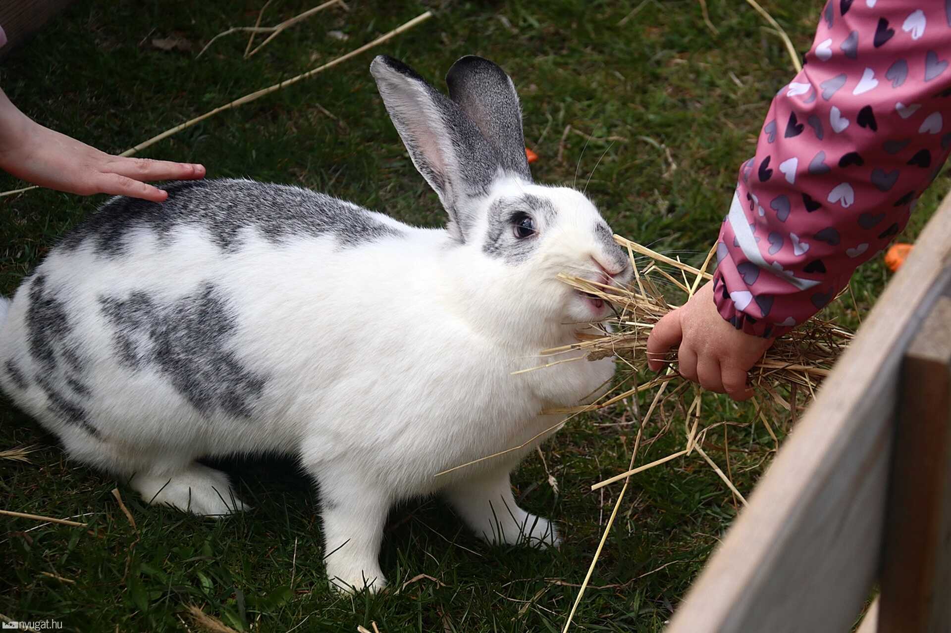 Húsvét hétfő a Vasi Skanzenben