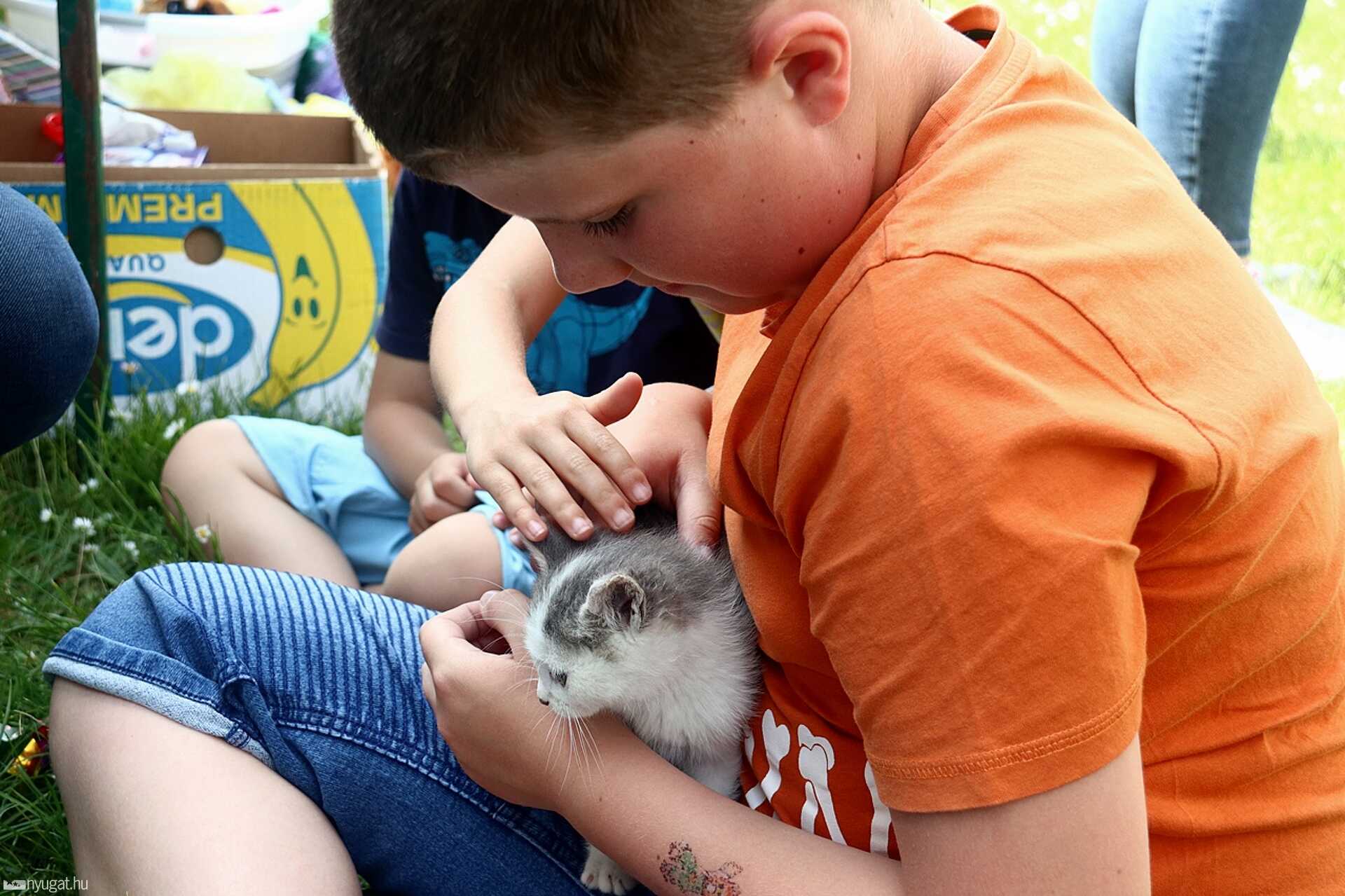Cica piknik Sárváron