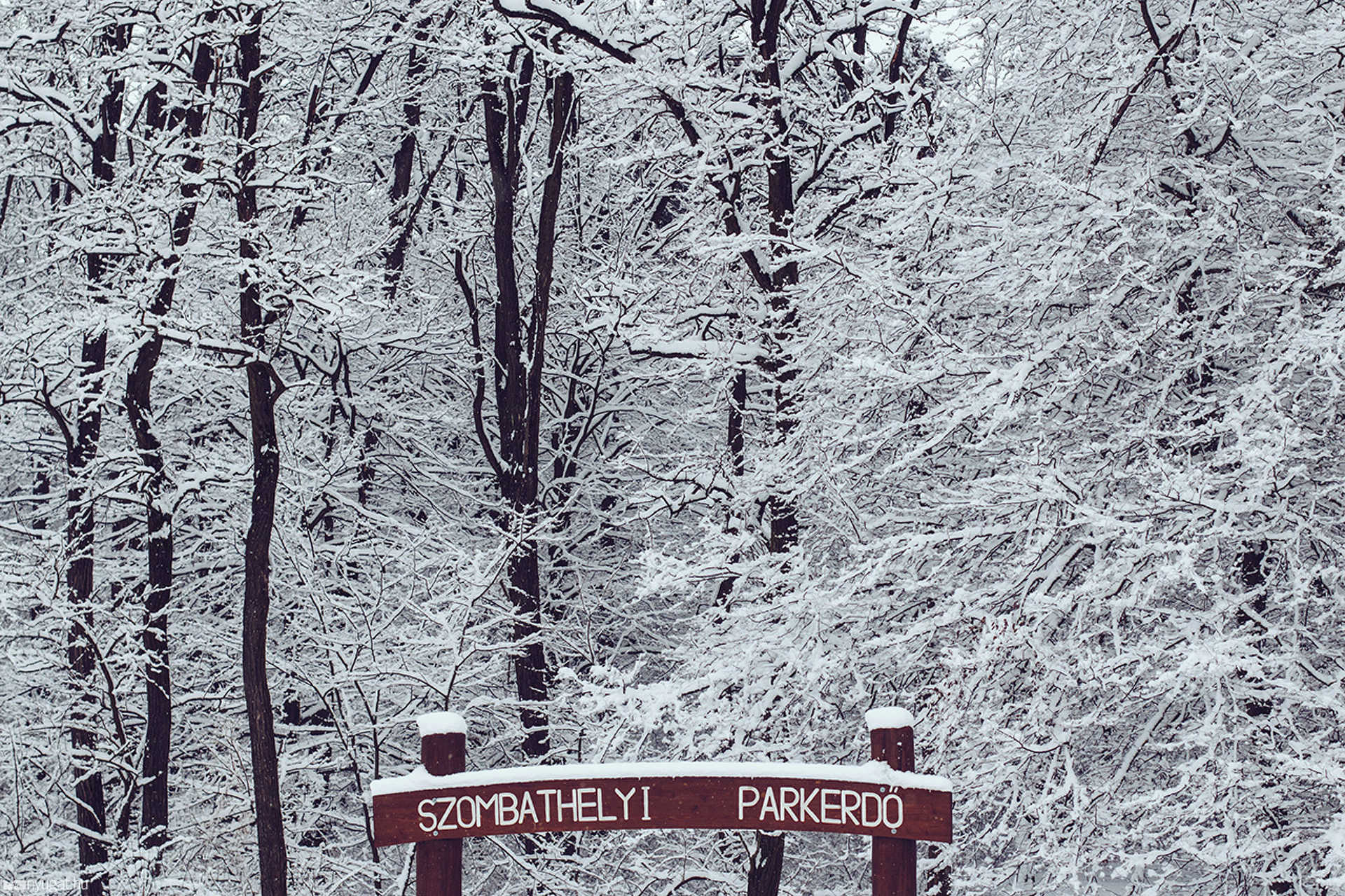 Tél a szombathelyi parkerdőben