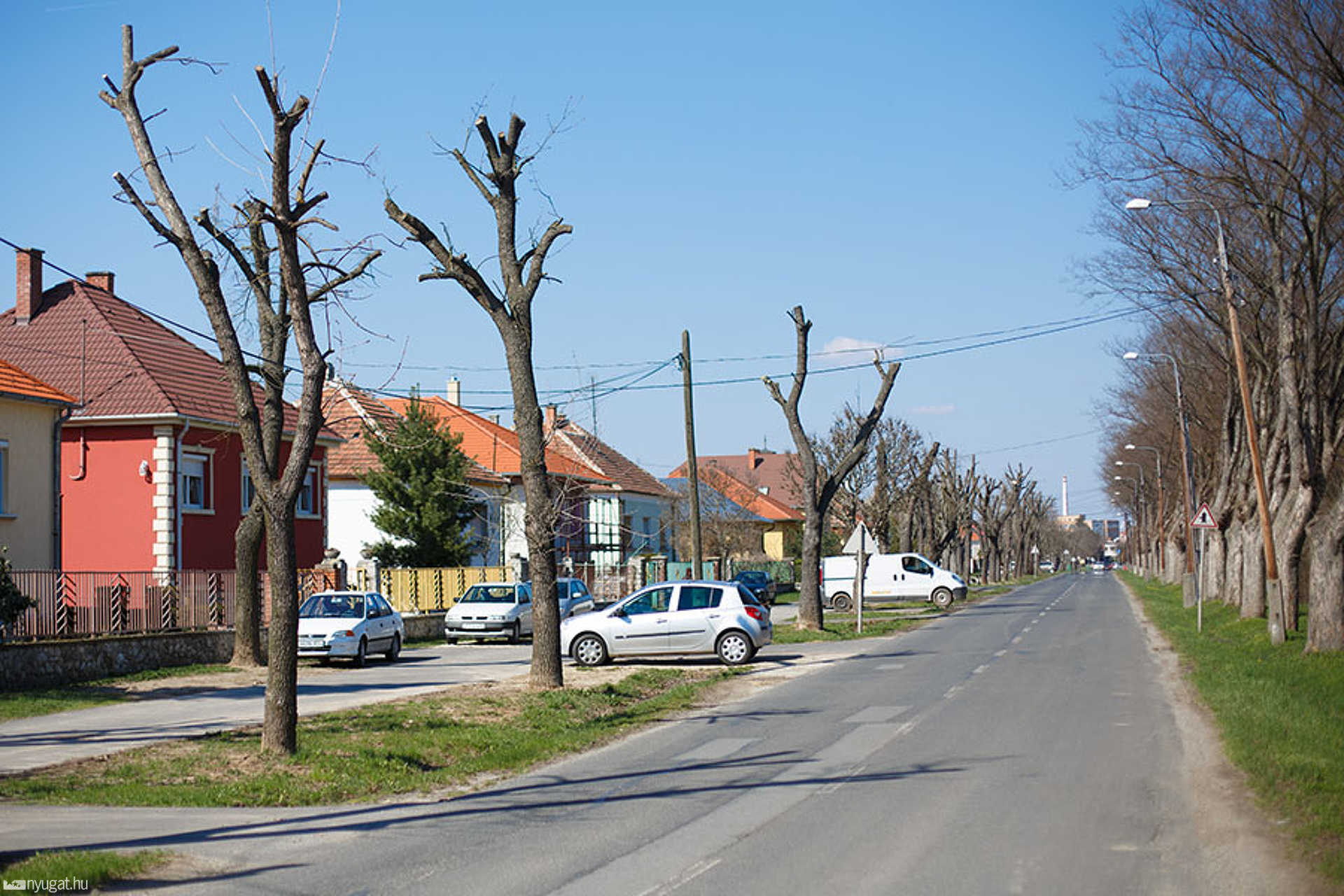 A Jáki út megkopasztott fái