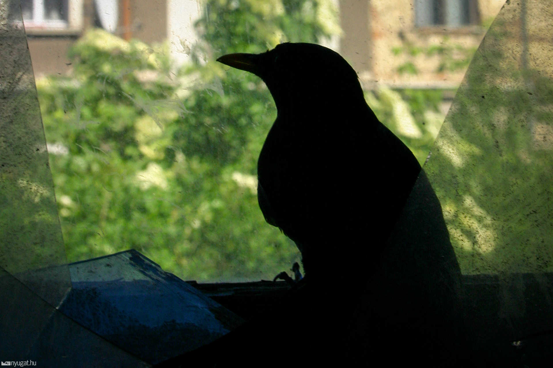 A régi szülészet (2005)