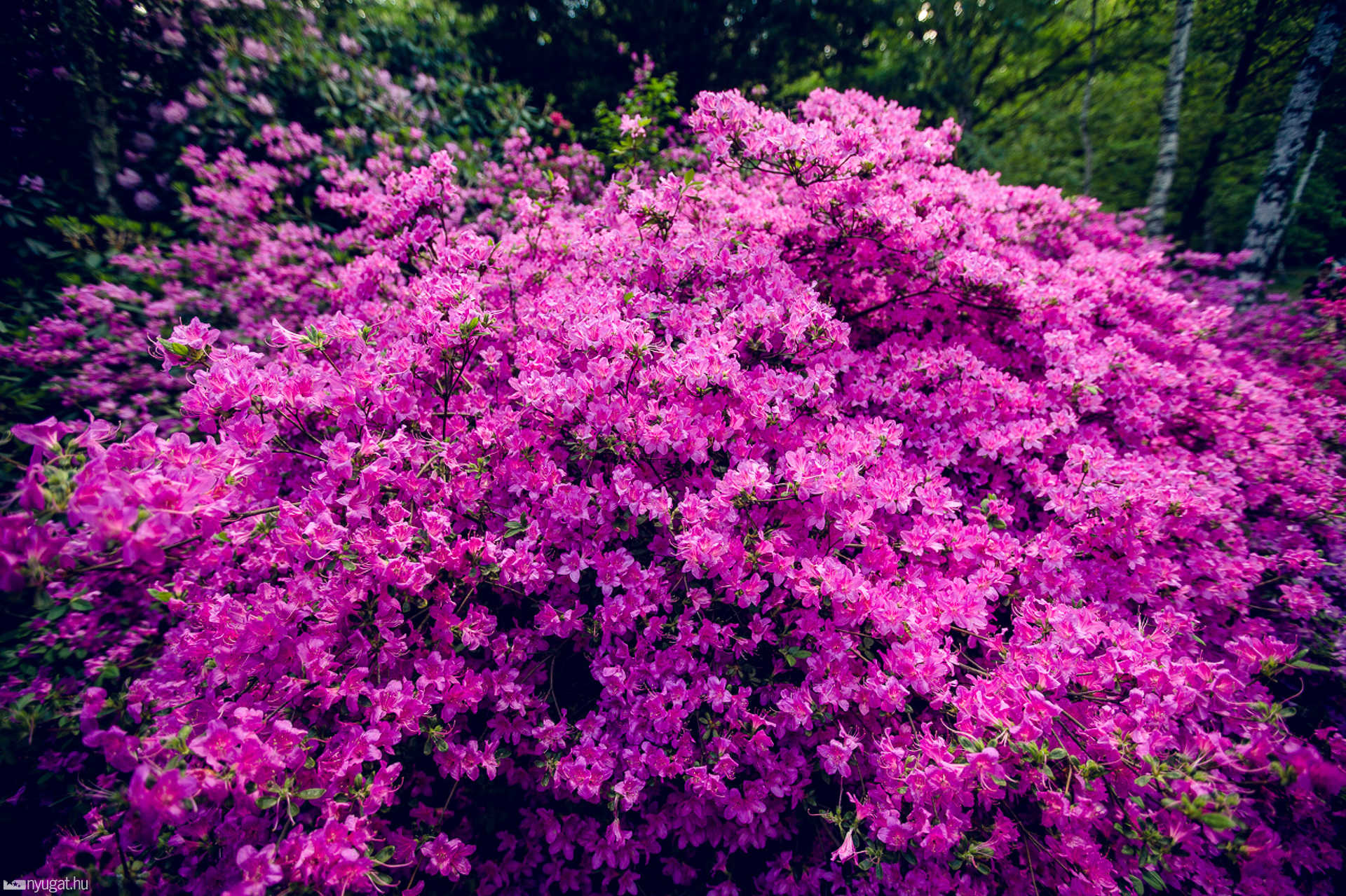 Virágzik a rhododendron a Jeli Arborétumban