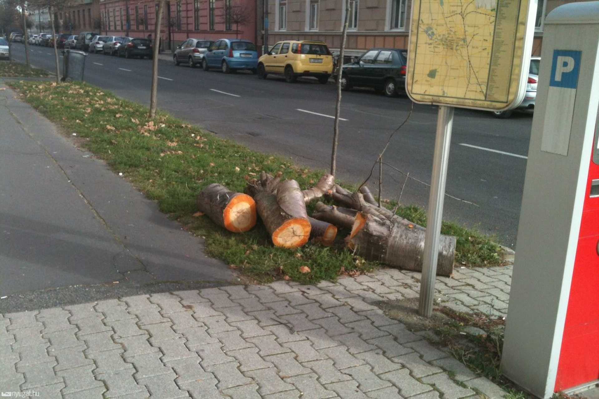 Fakivágás elleni tiltakozás