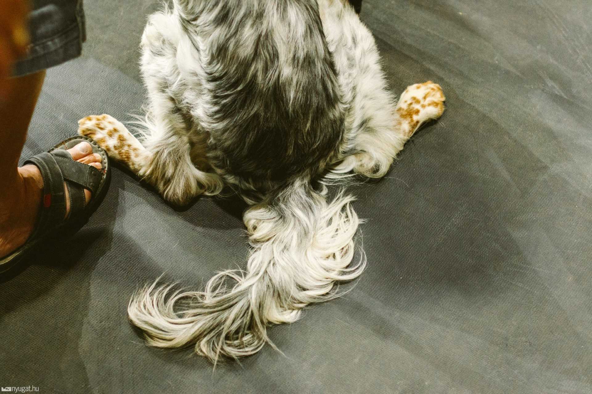 CACIB Kutyakiállítás 2014