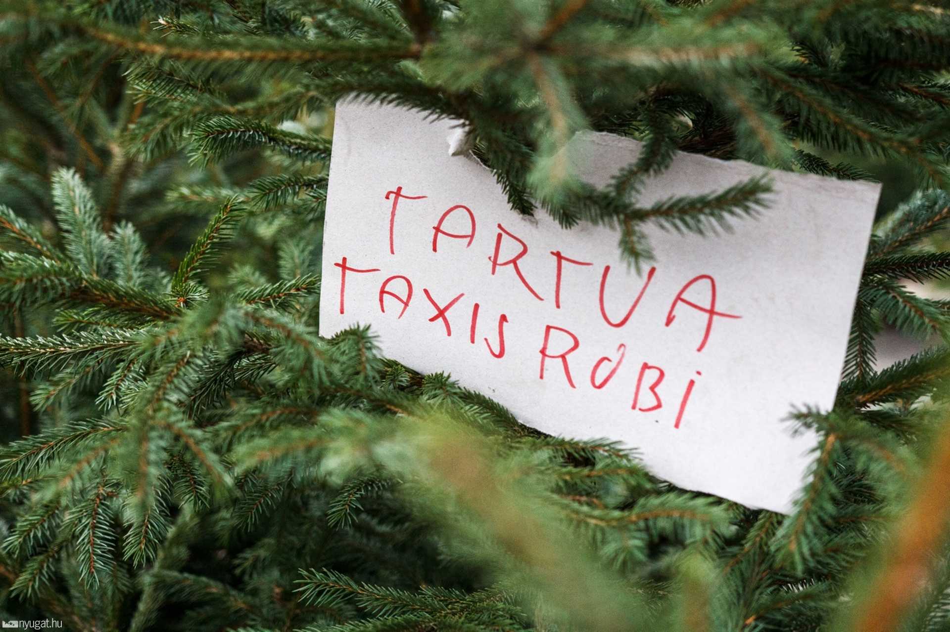 Fenyőfák a városi strandon