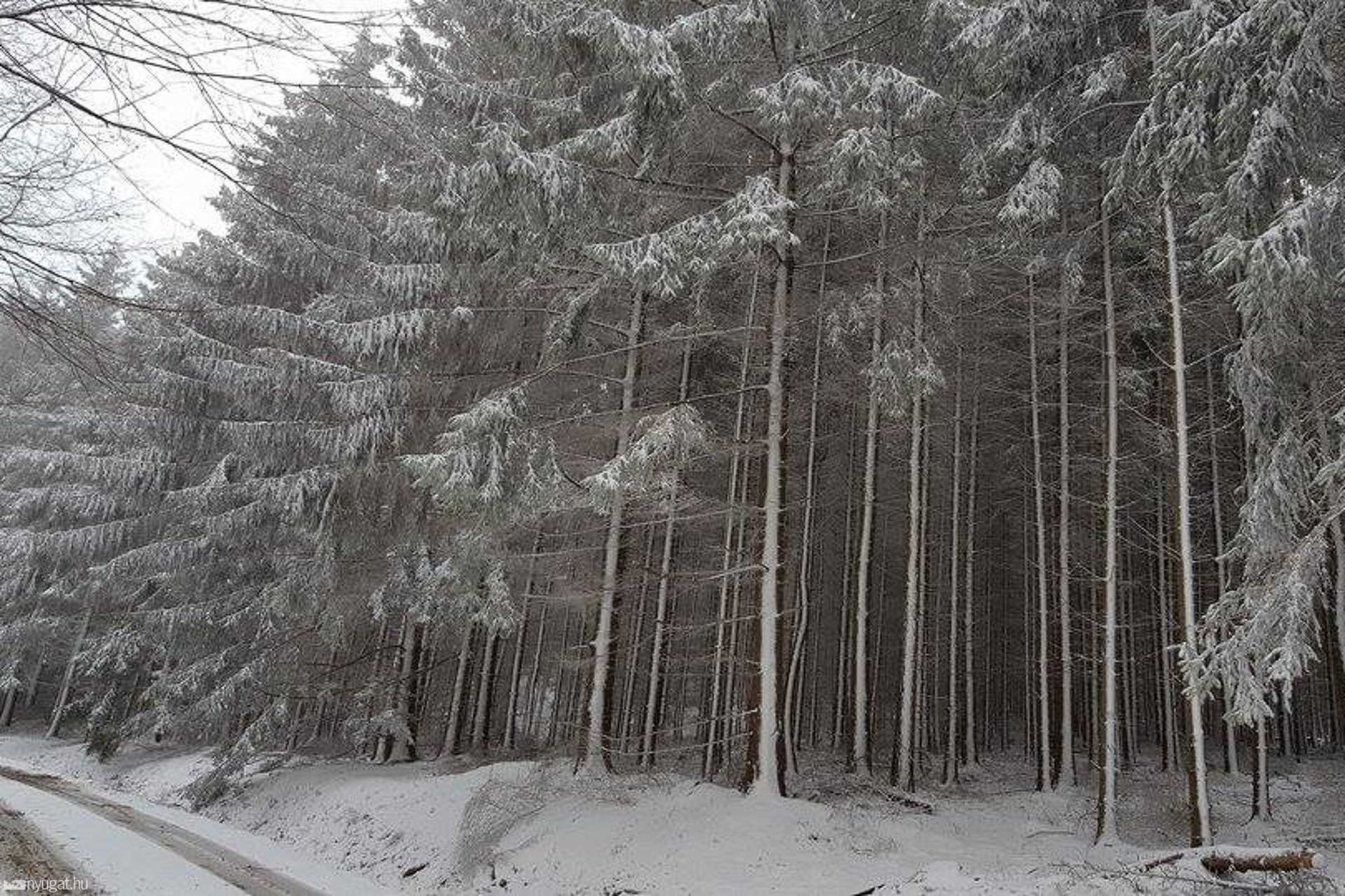 Hó a Kőszegi-hegységben március elején