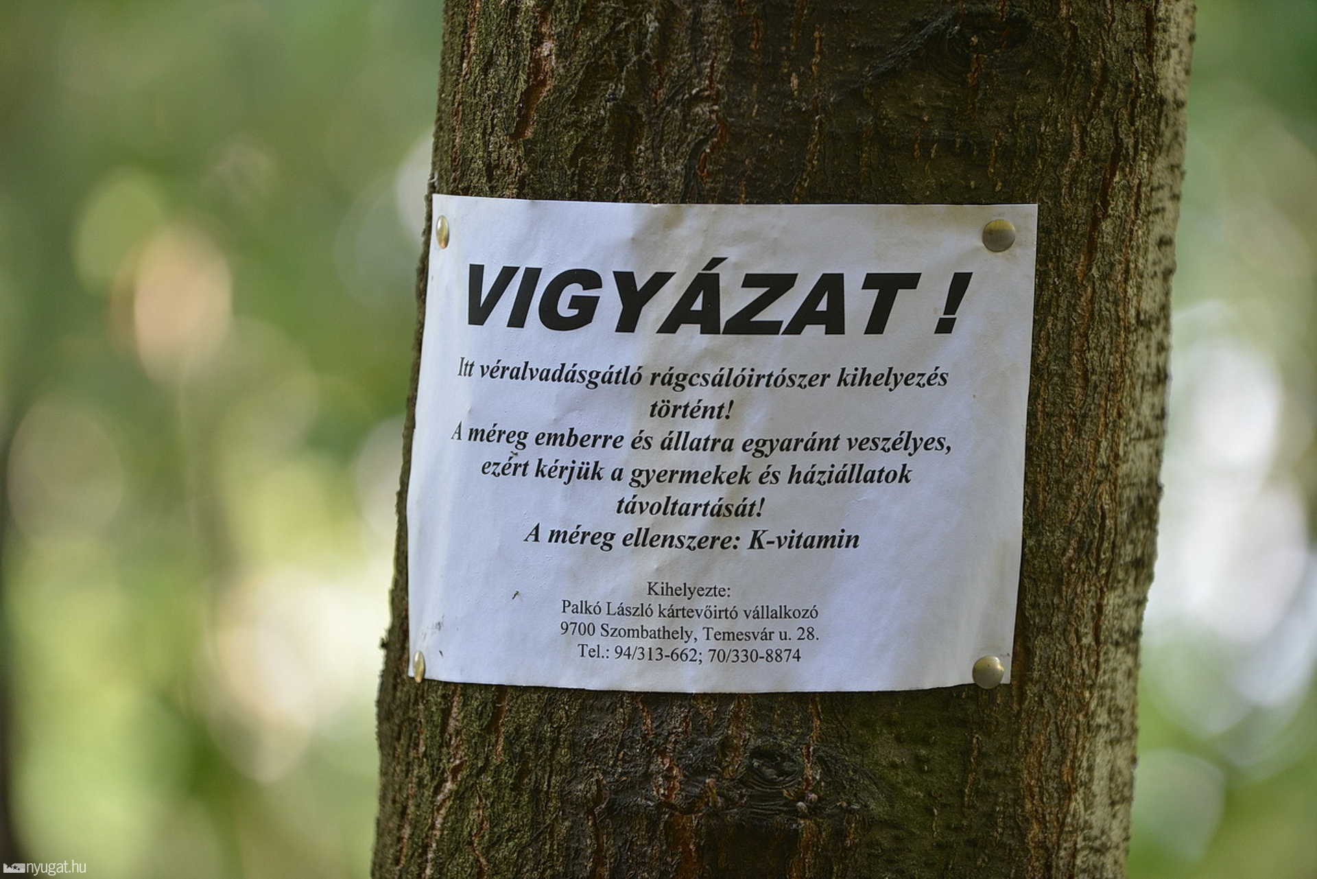 Patkányok egy szombathelyi sétány mellett, fényes nappal