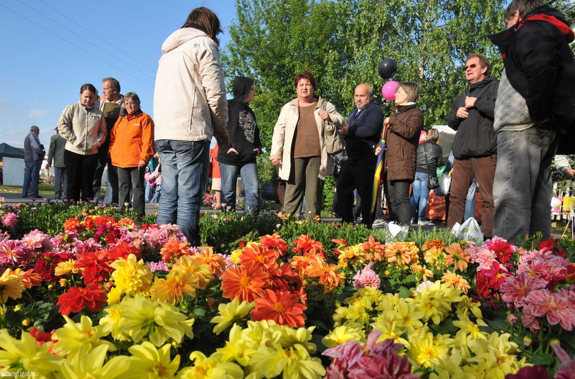 Herényi Virágút 2011.