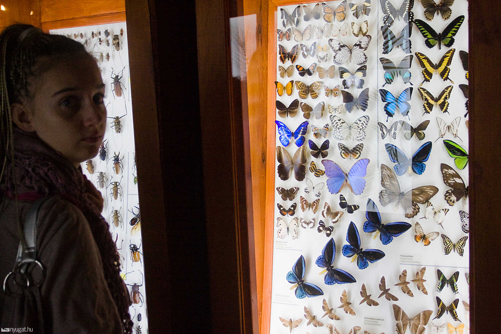 A Magyar Természettudományi Múzeum, belülről