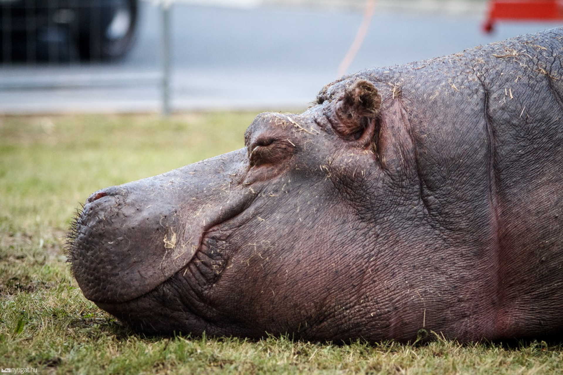 Cirkusz a város szélén - víziló