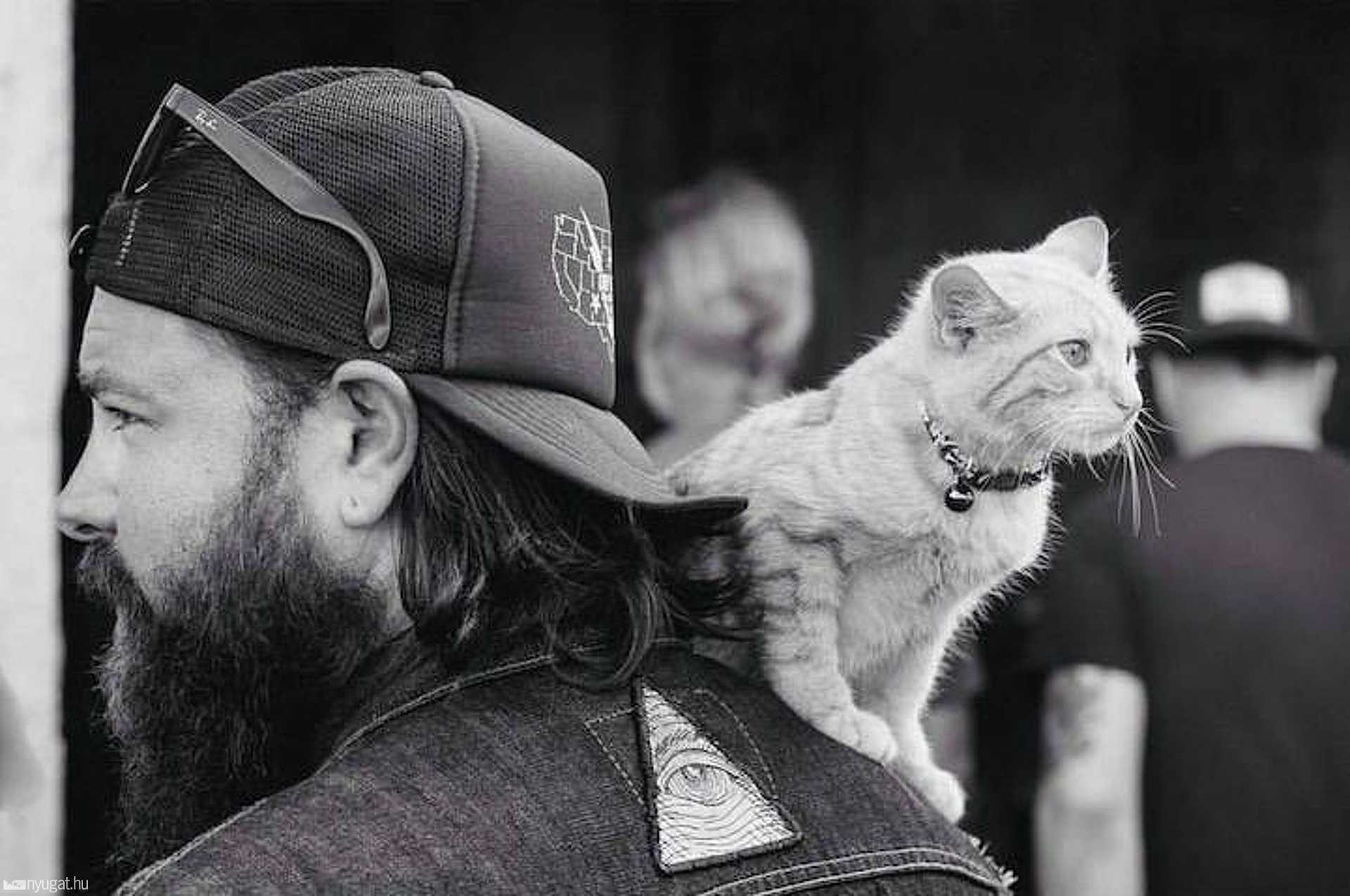 Pat Doody és Party Cat kalandjai