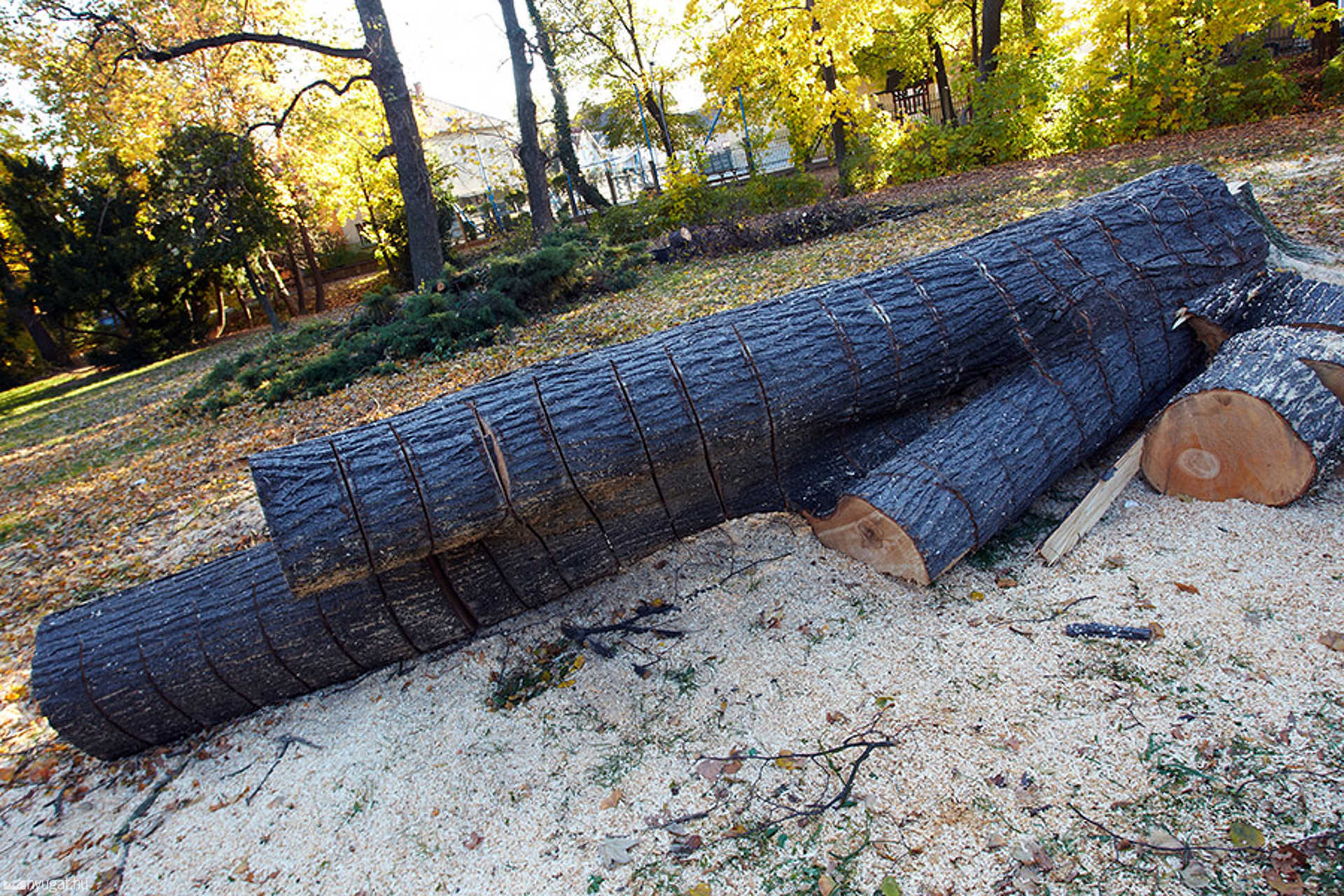 Kivágott fák a Kresz parkban