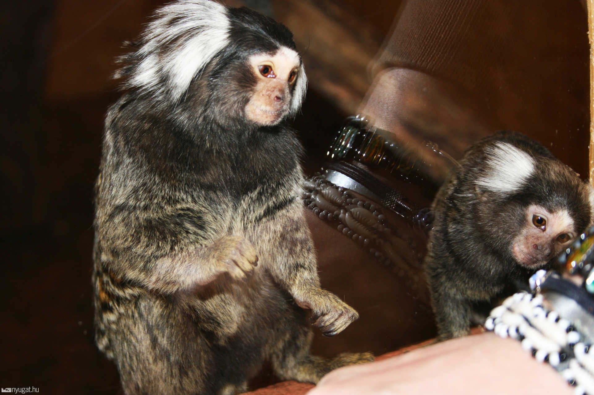 VeszprémZOO