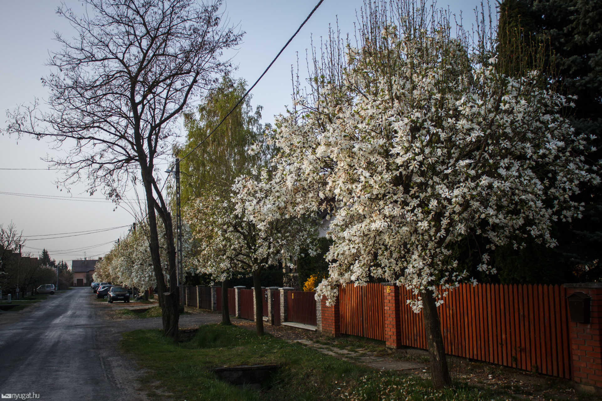 Virágzó tulipánfák