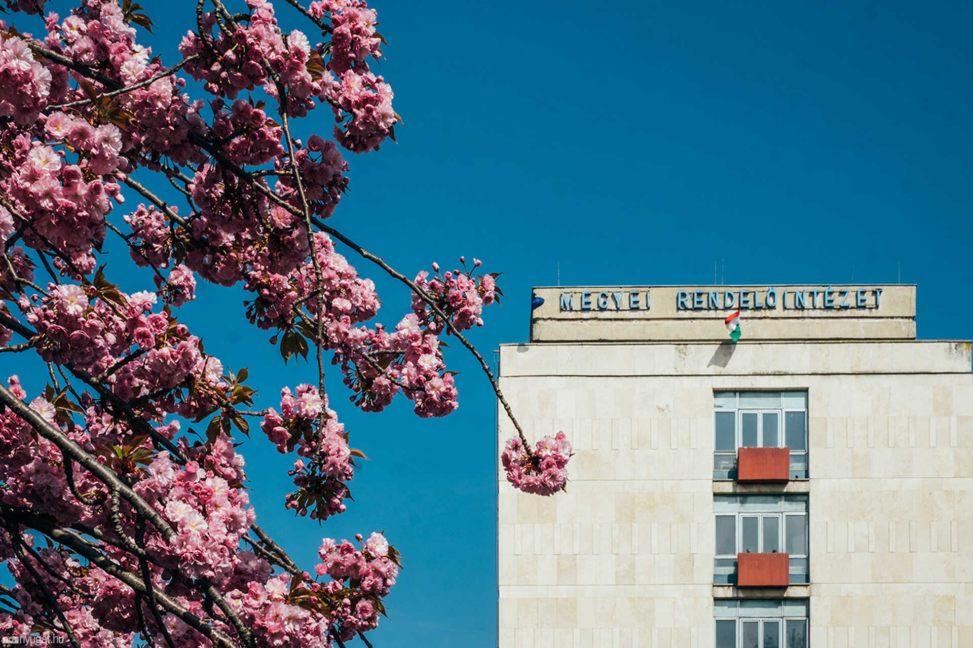 Cseresznyefa-virágzás Szombathelyen
